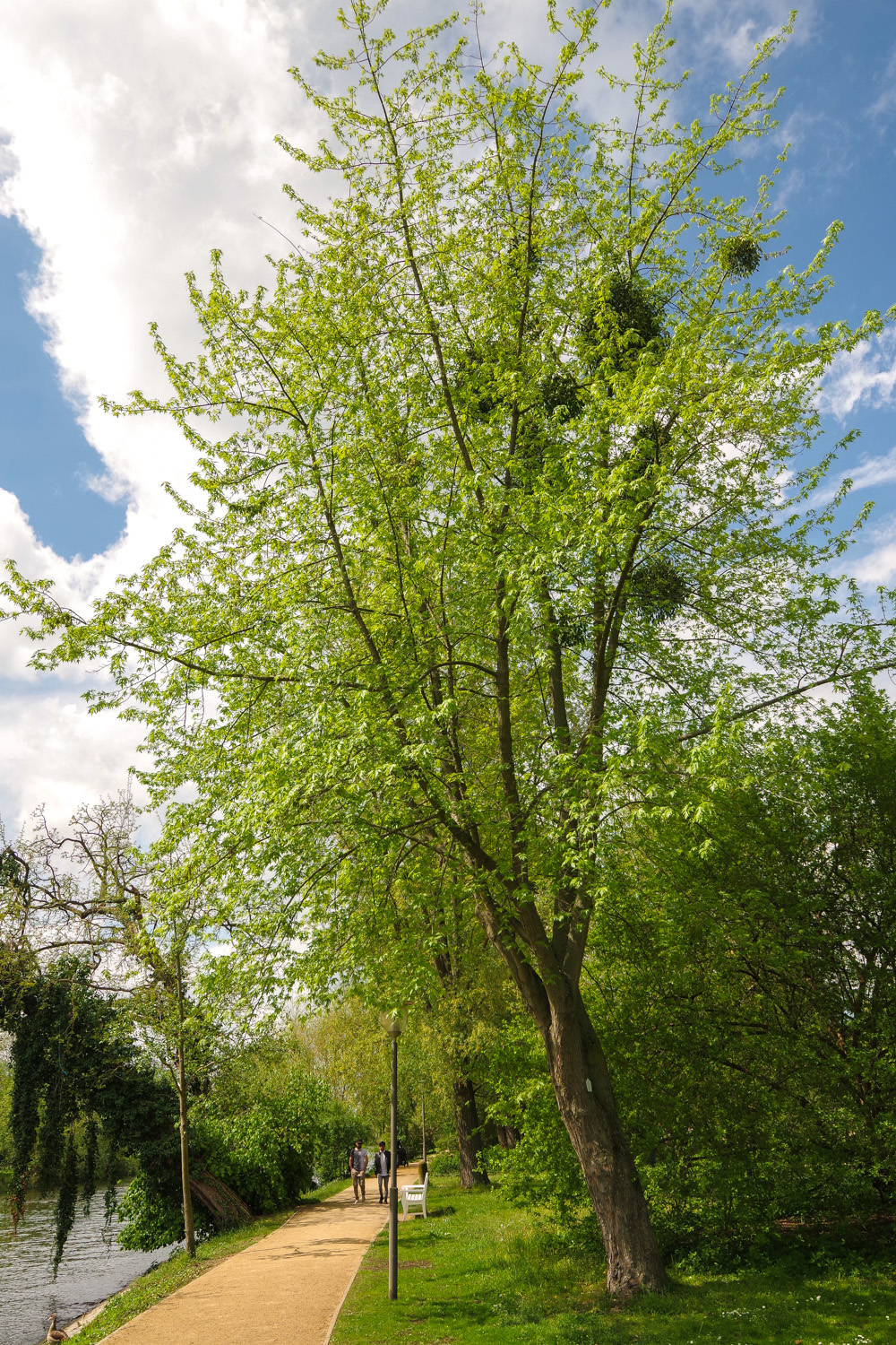 Acer saccharinum - Potsdam - Mai 2019