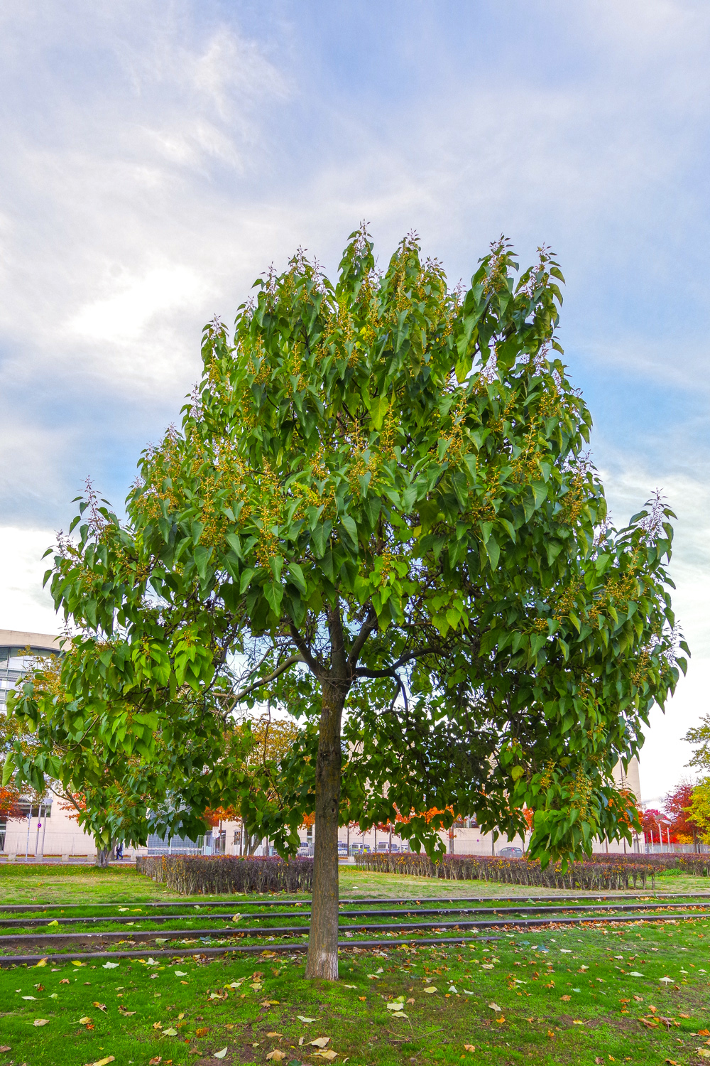 Paulownia tomentosa - Berlin-Treptow - Nov. 2023