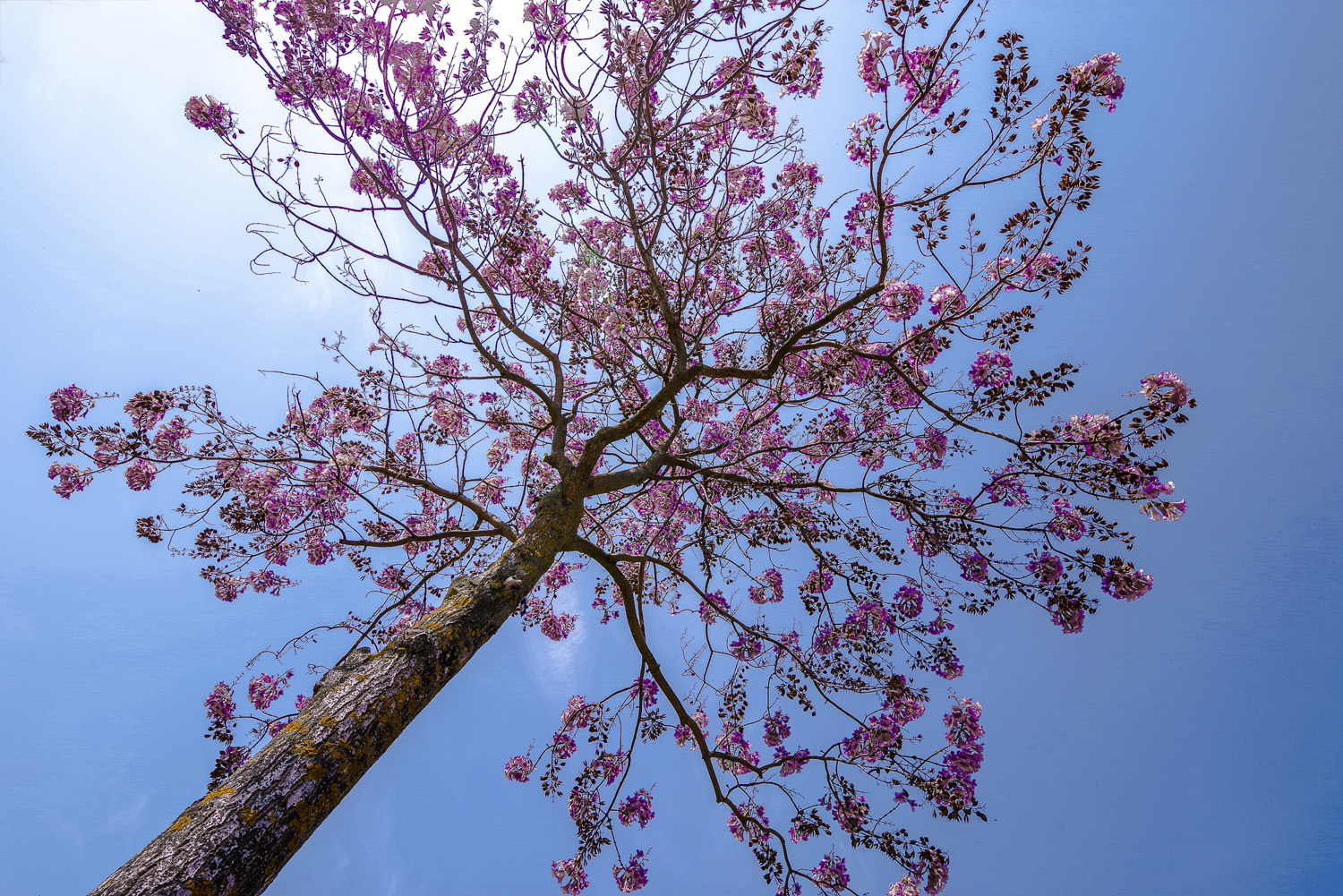 Paulownia tomentosa - Berlin-Treptow - April 2020