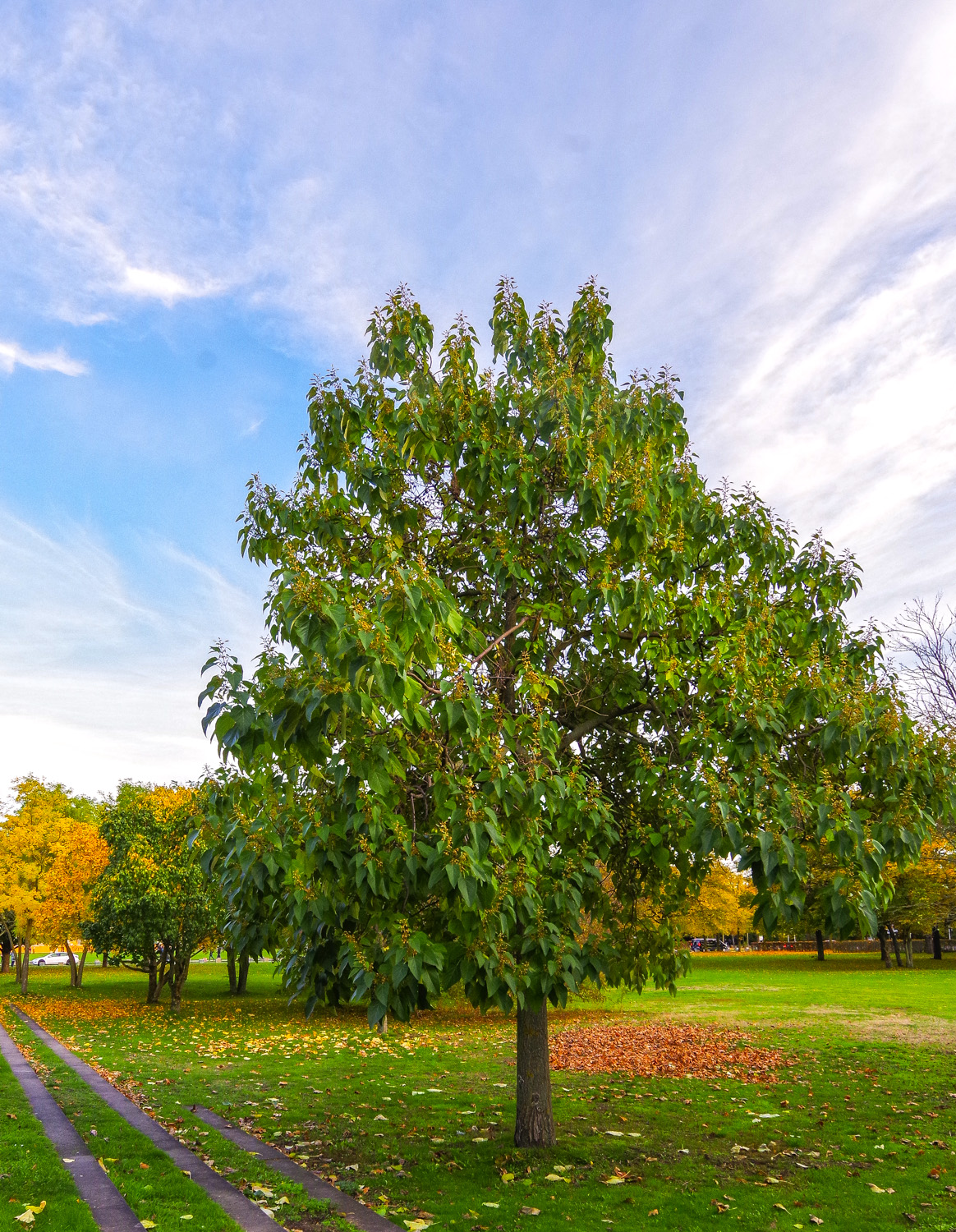 Paulownia tomentosa - Berlin-Treptow - Nov. 2023