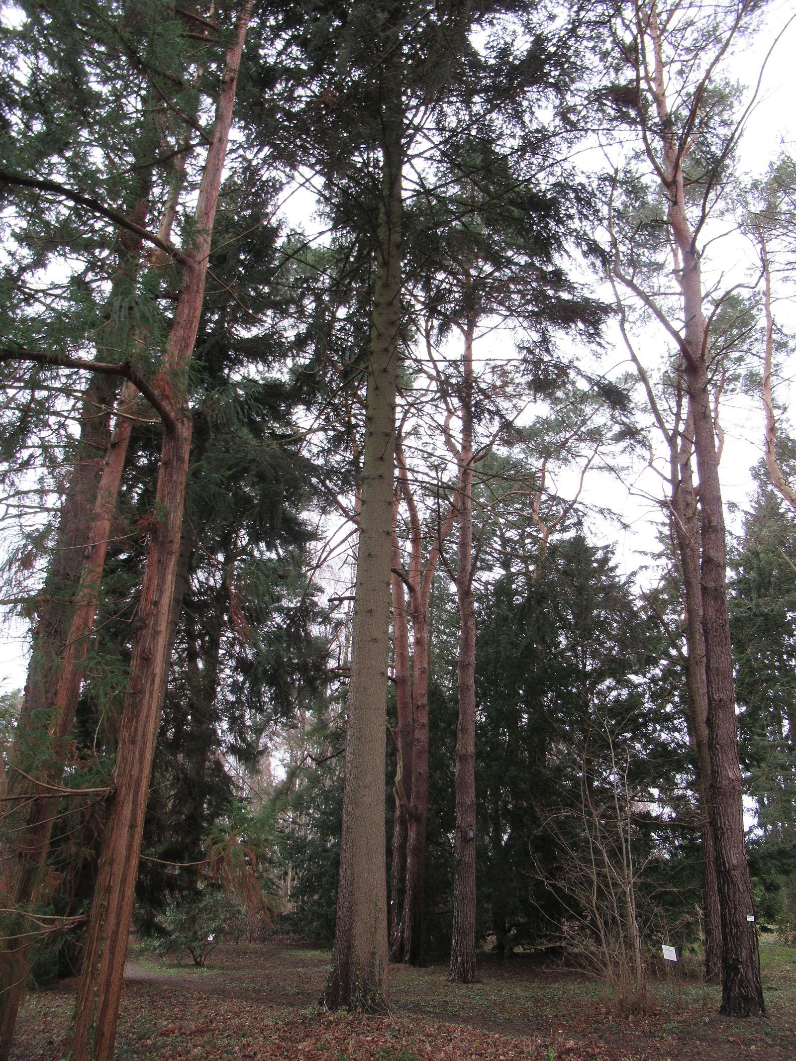 Abies cilicica