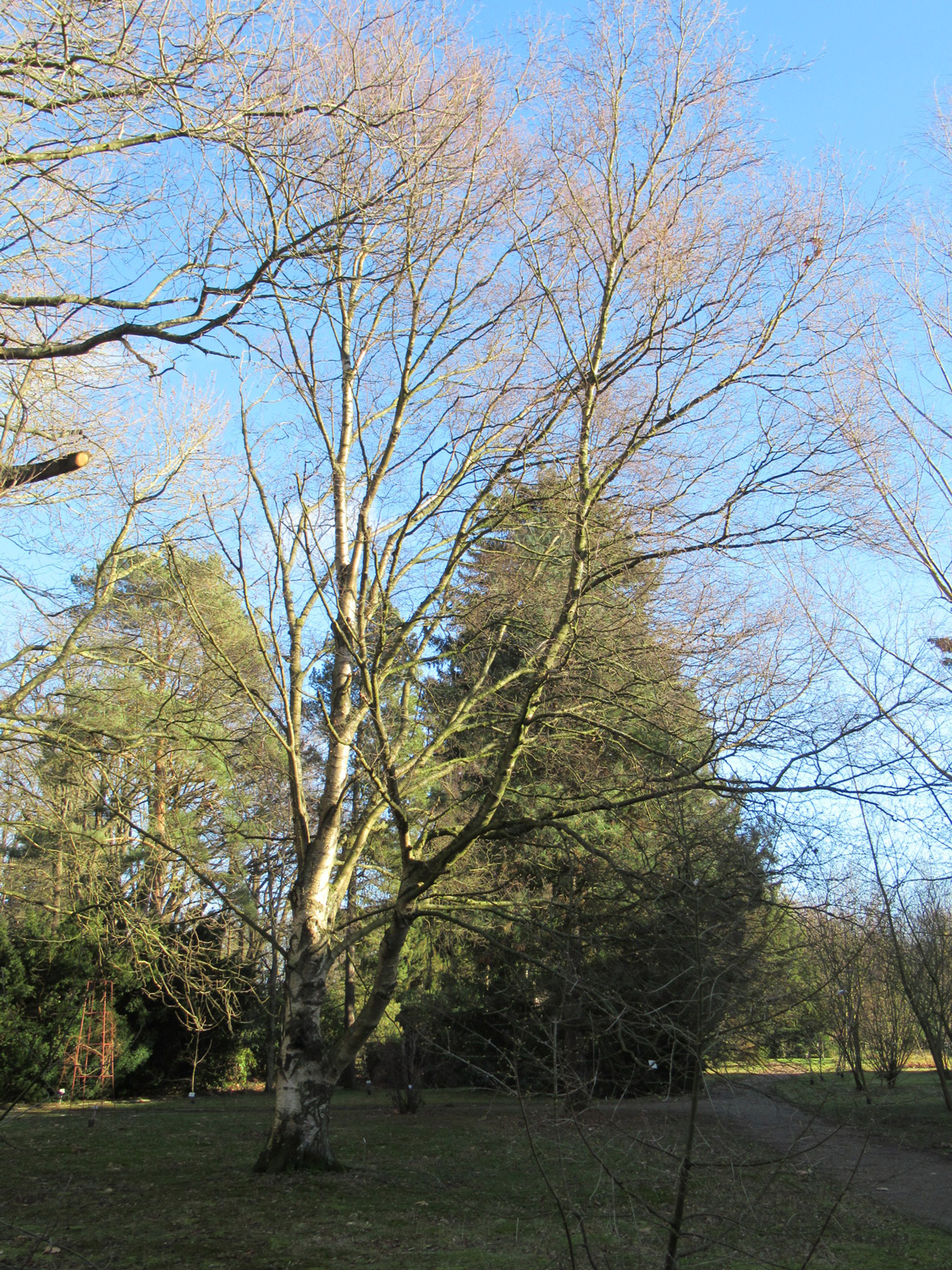 Betula pendula