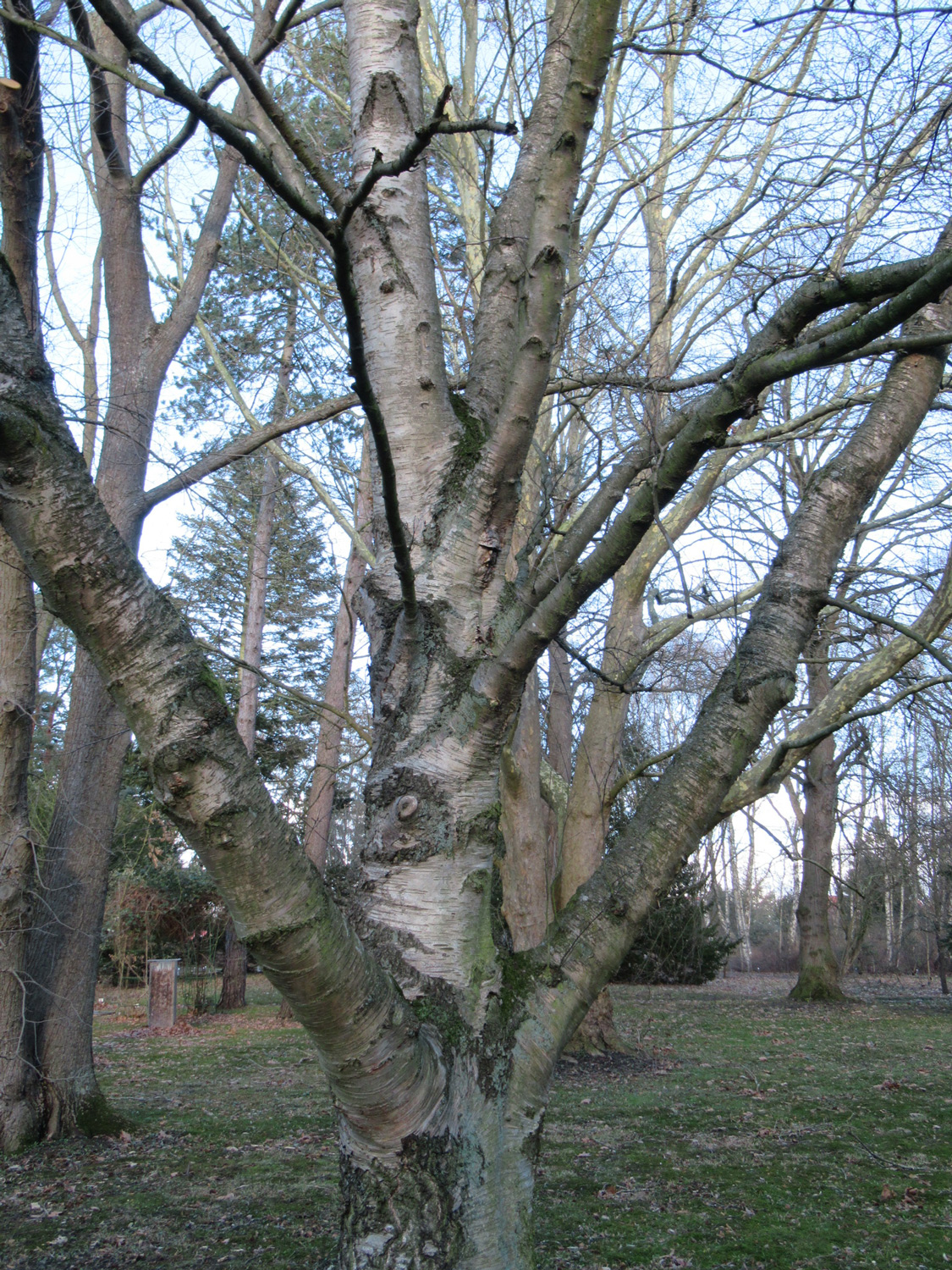 Betula pendula - Greifswald - Febr. 2024