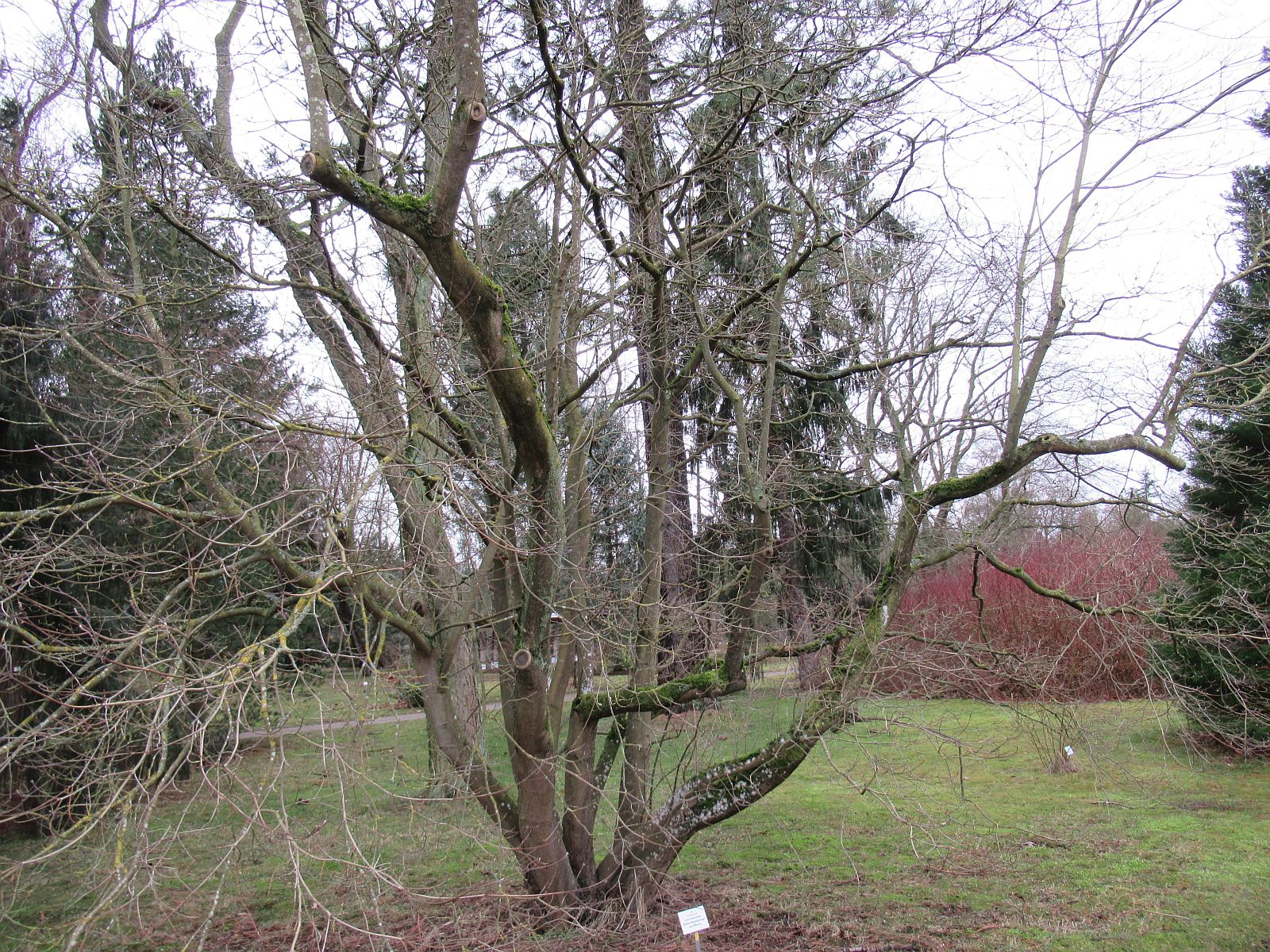 Cornus nuttallii