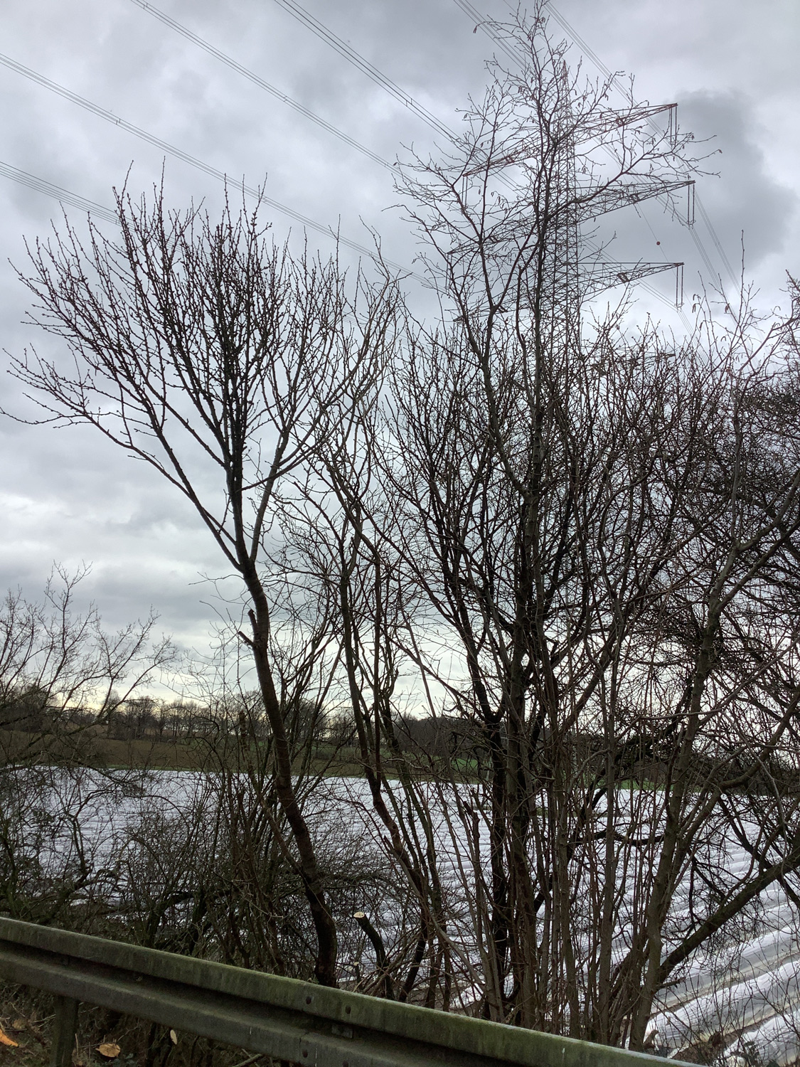 Caragana arborescens - Bottrop-Kirchhellen - Febr. 2024