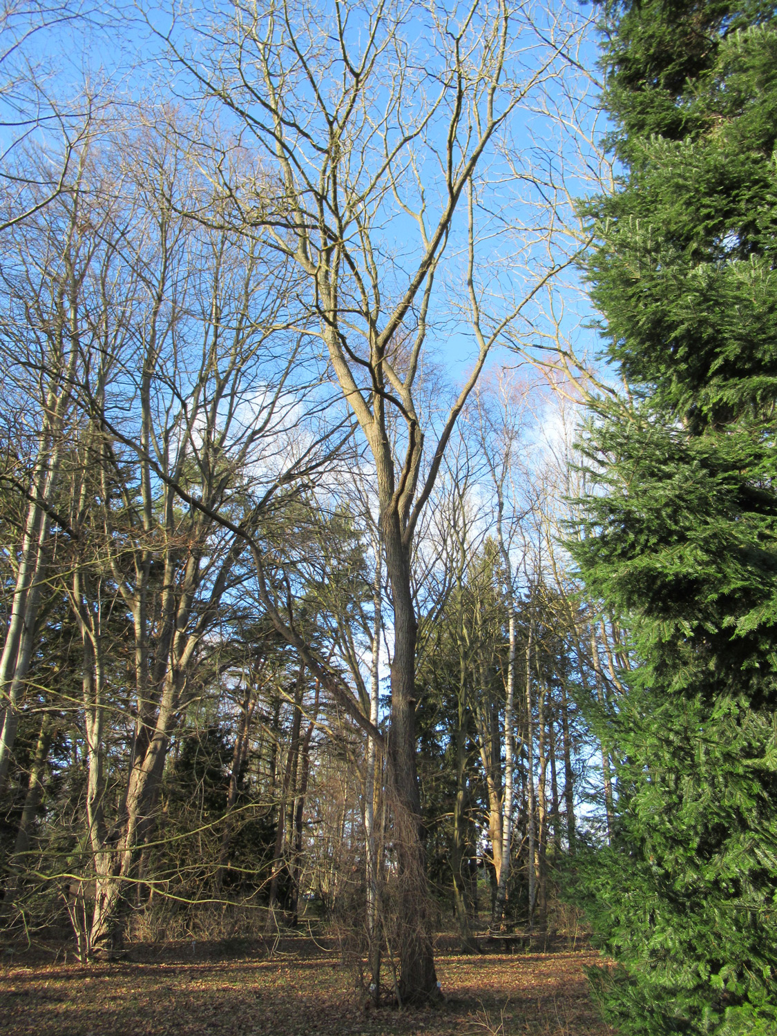 Juglans microcarpa × nigra