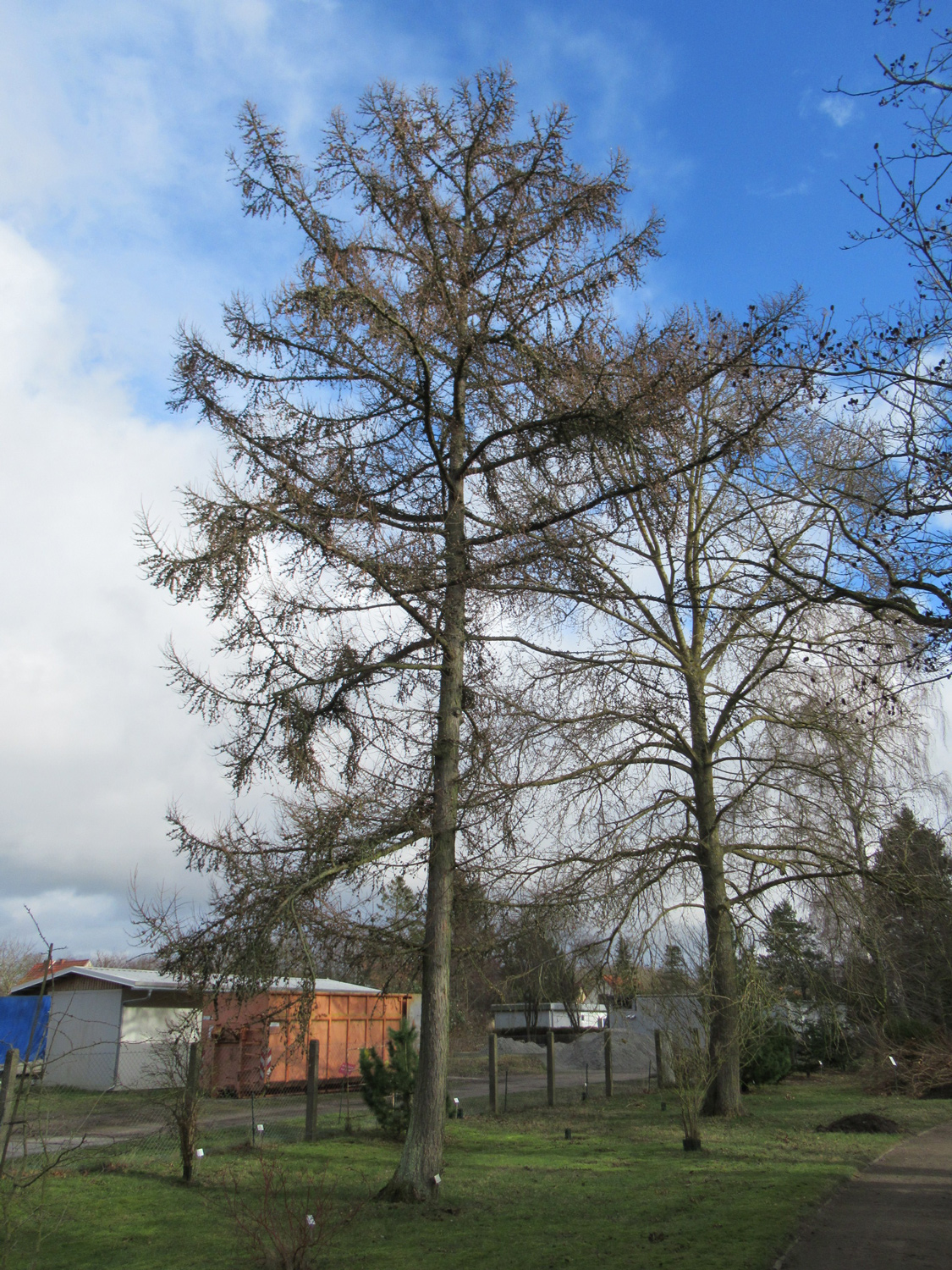 gmelinii Larix subsp. principis-ruprechtii