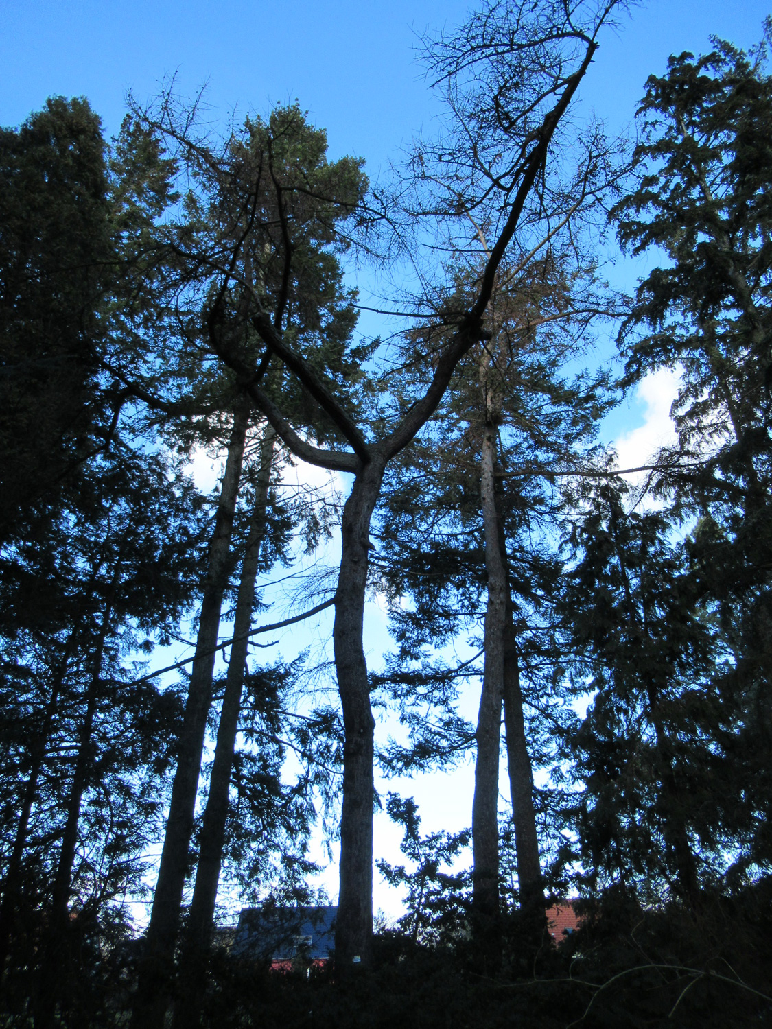 Larix occidentalis