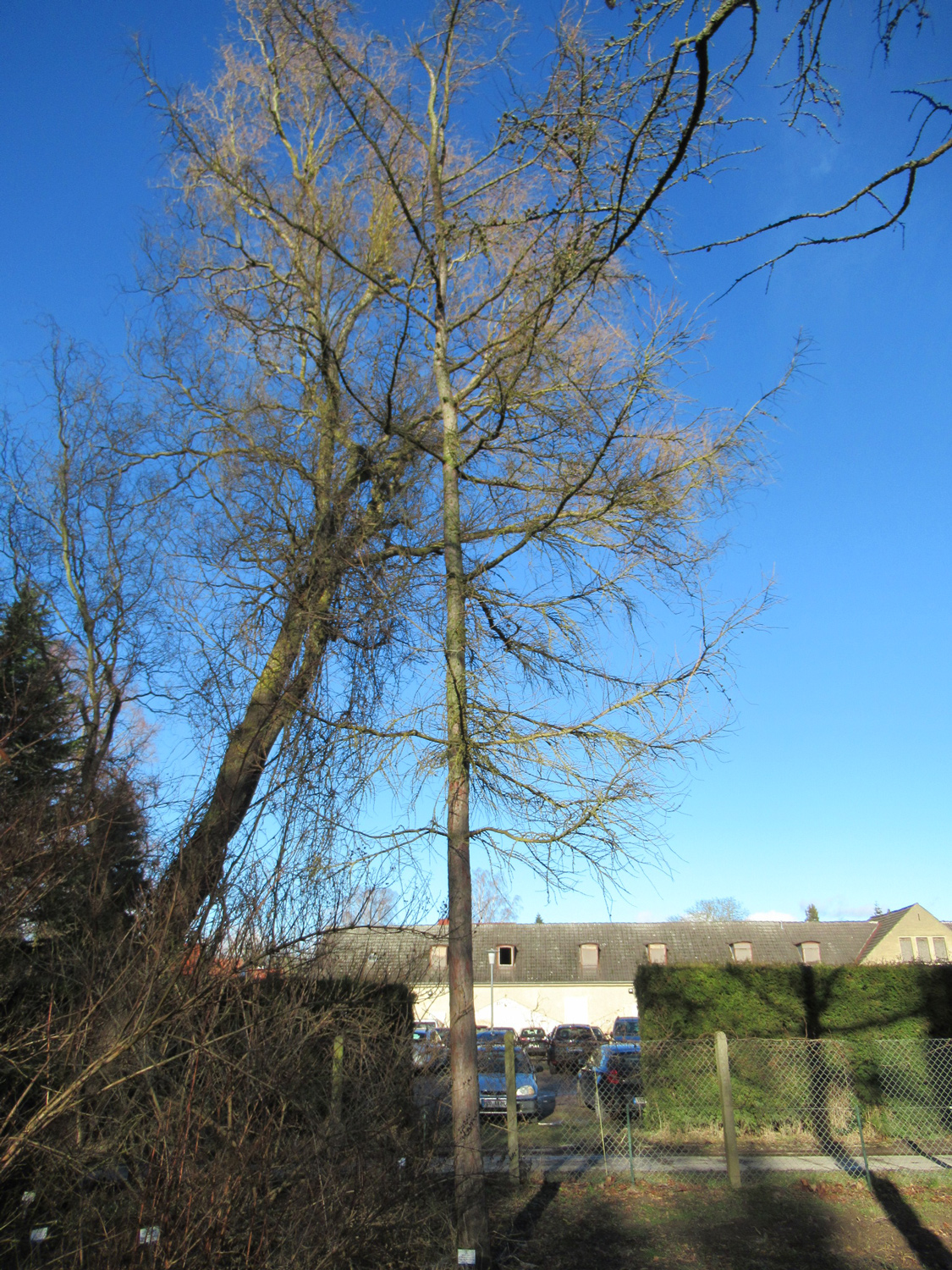 gmelinii Larix subsp. olgensis
