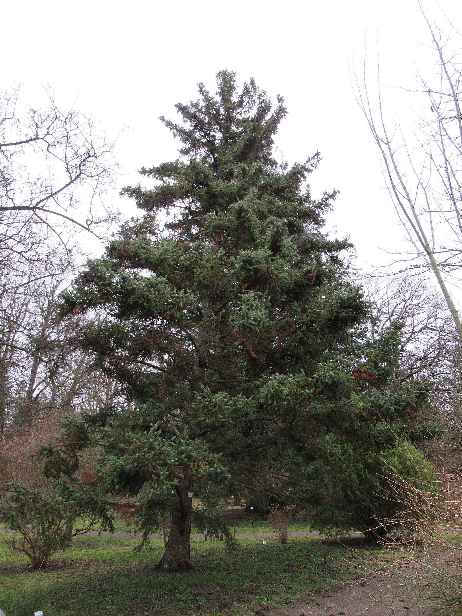 asperata Picea