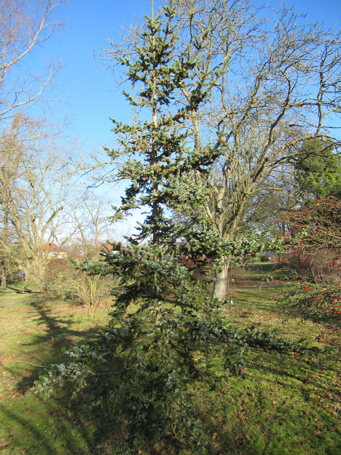 jezoensis Picea subsp. hondoensis
