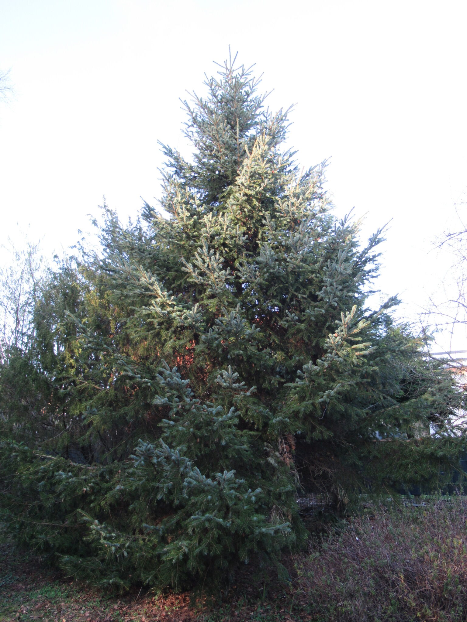 jezoensis Picea var. koreana