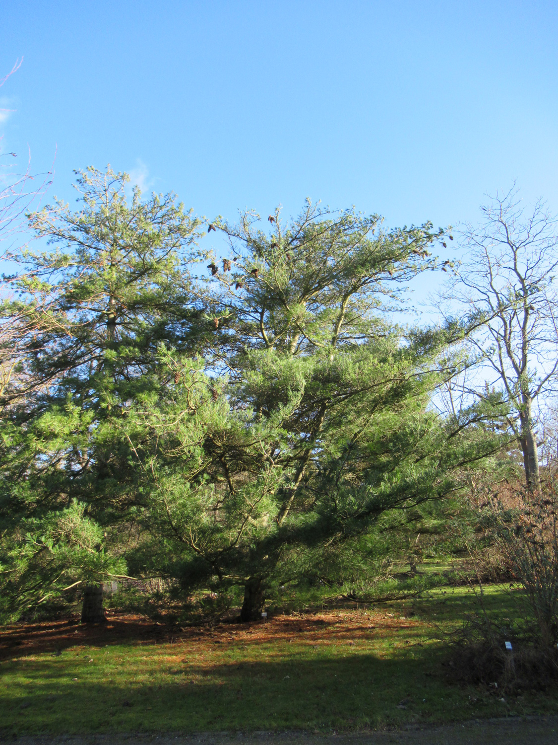 armandii Pinus