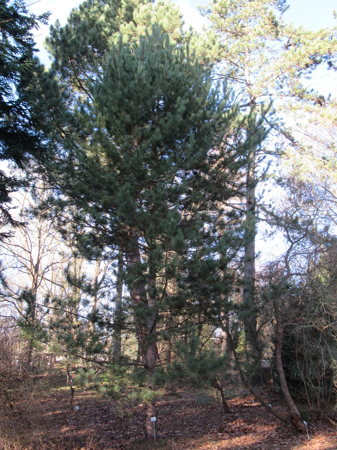 nigra Pinus subsp. dalmatica