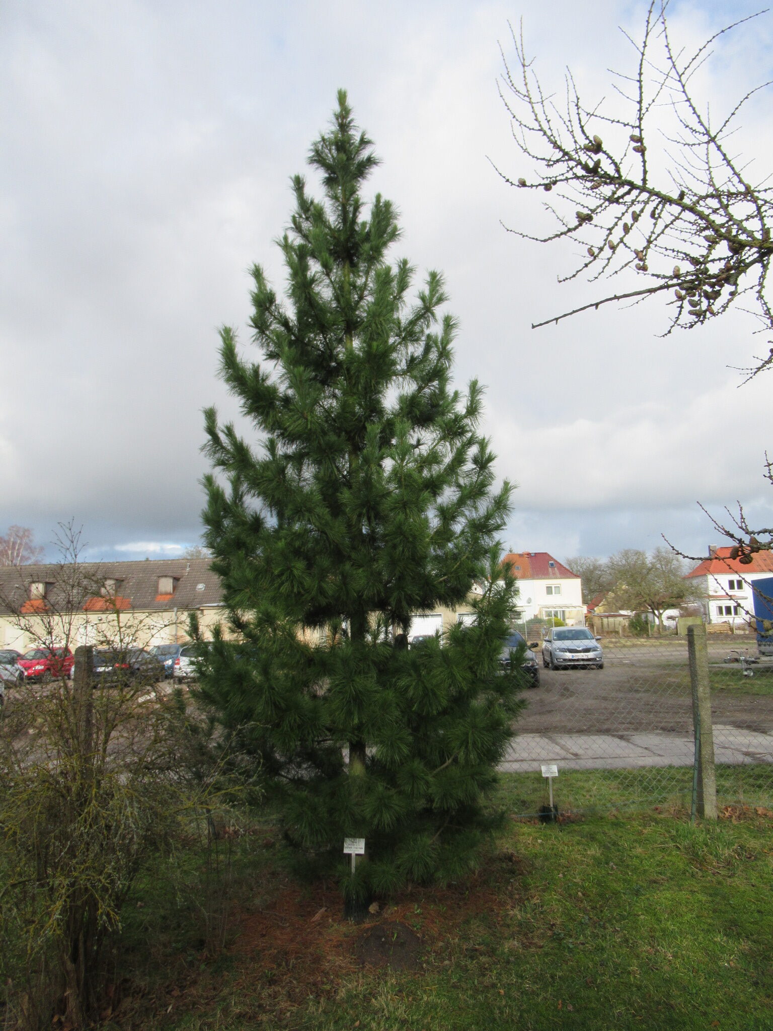 cembra Pinus subsp. sibirica