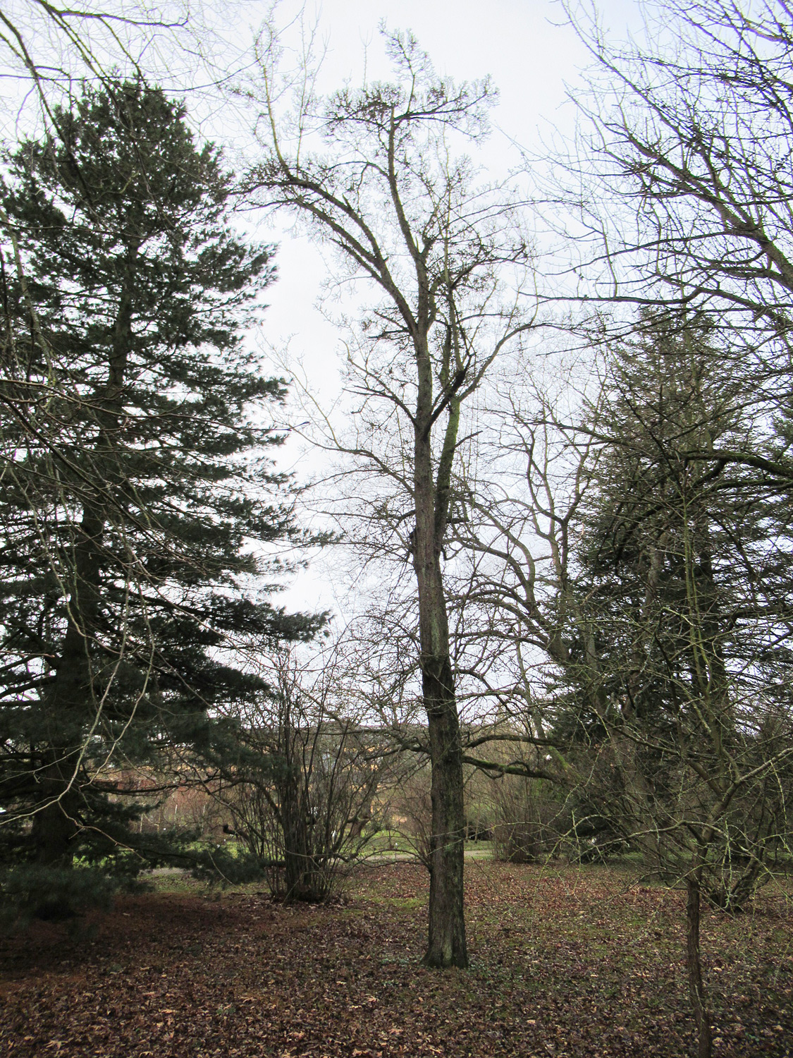 pashia Pyrus var. pashia