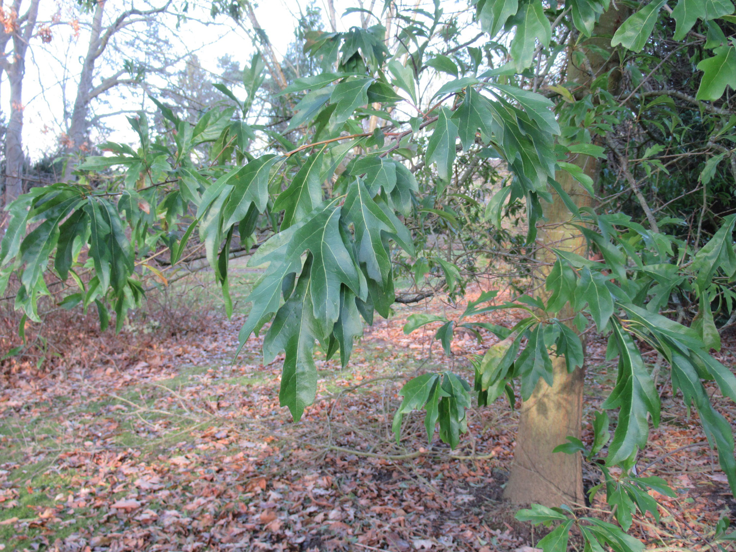 Quercus × ludoviciana - Greifswald - November 2023
