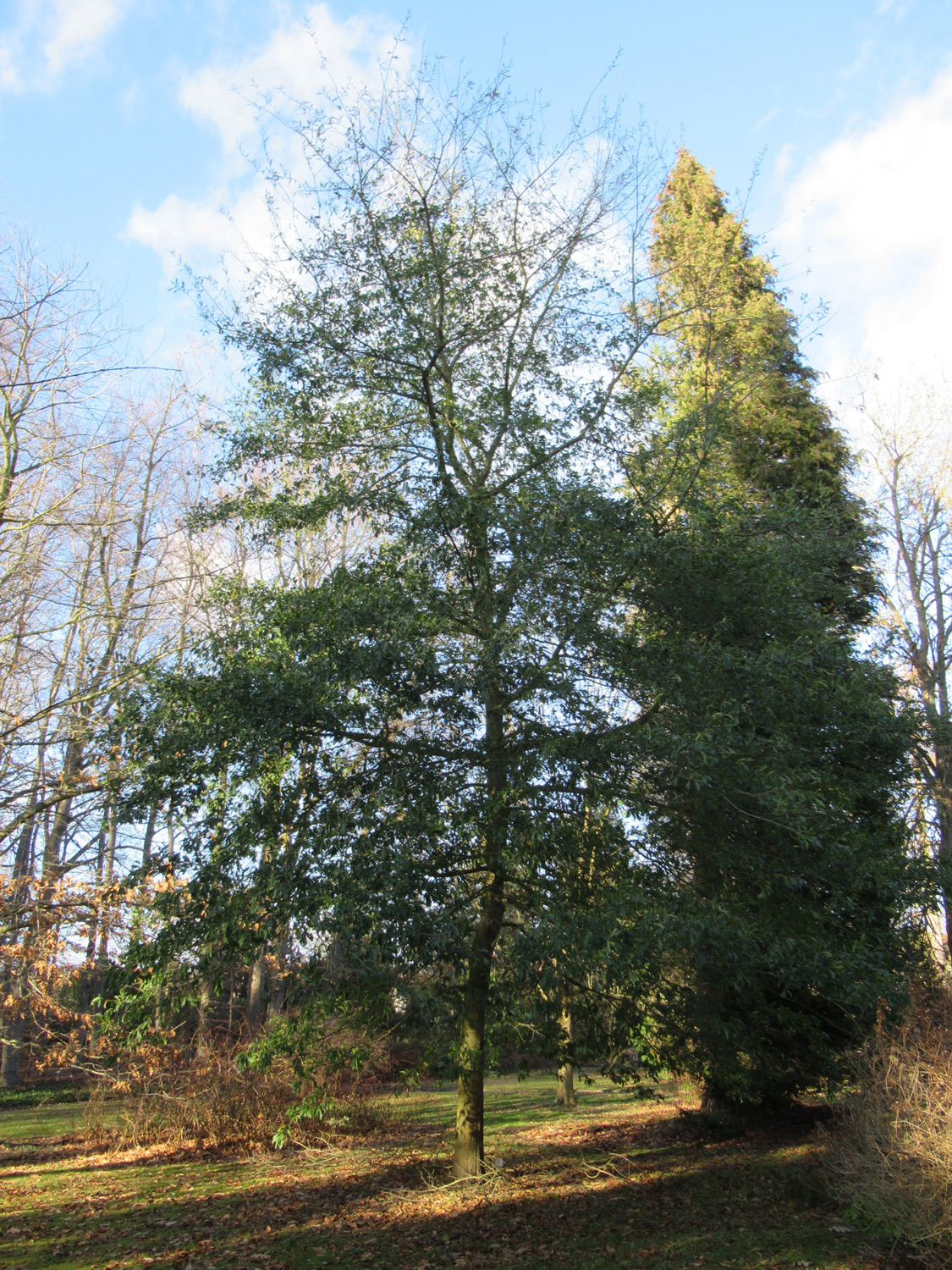 Quercus × ludoviciana - Greifswald - November 2023
