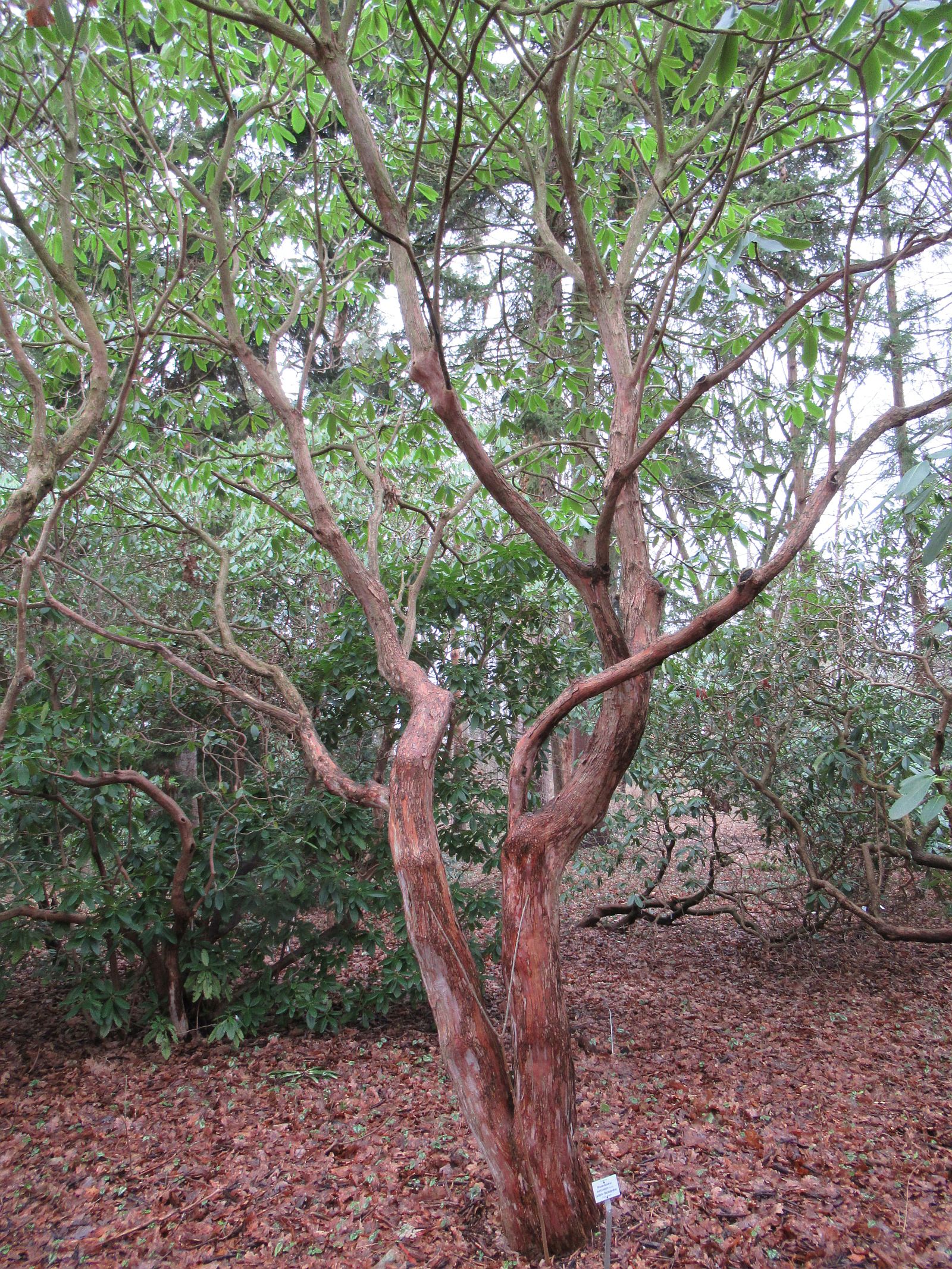auriculatum Rhododendron