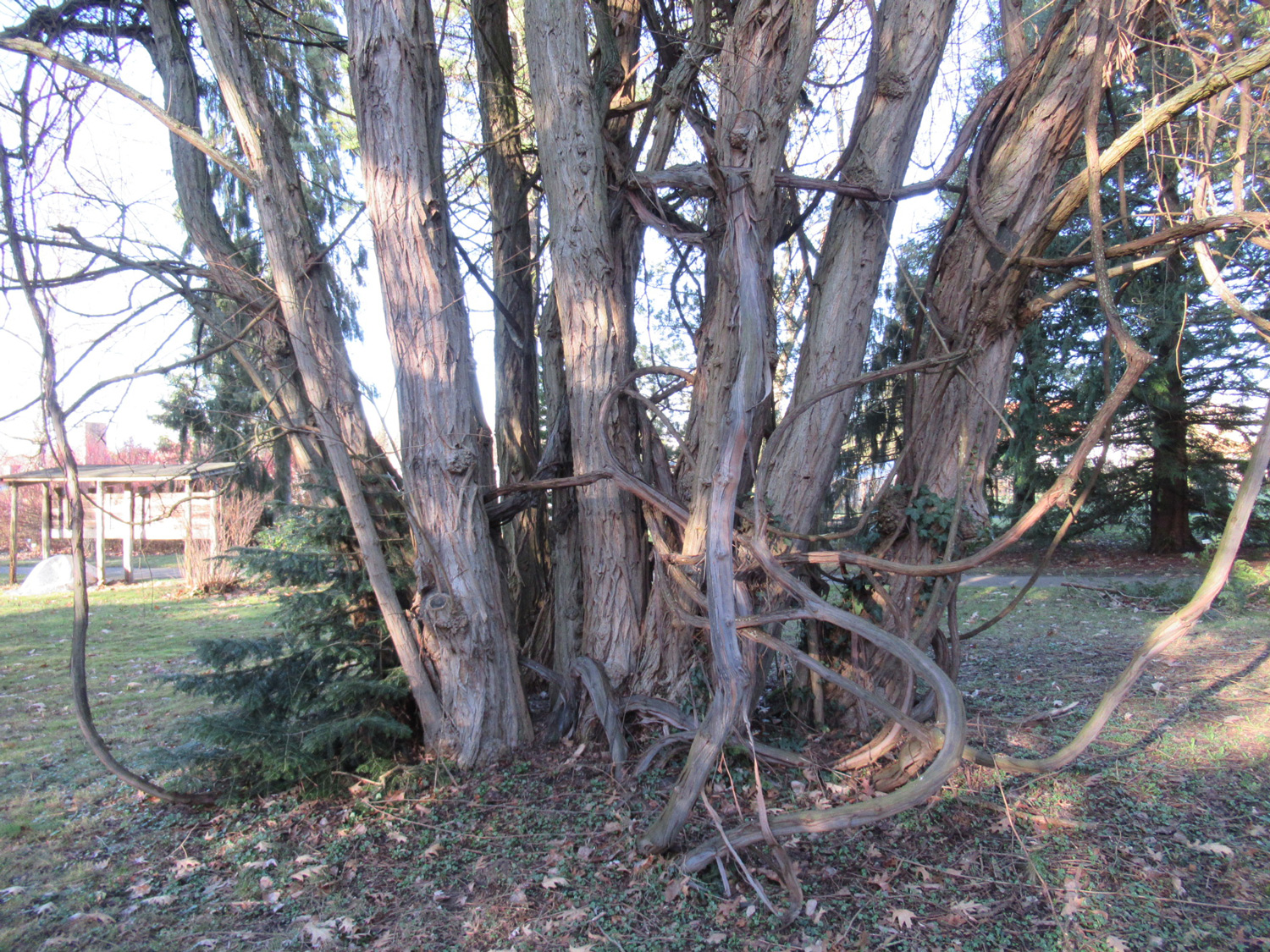 riparia Vitis