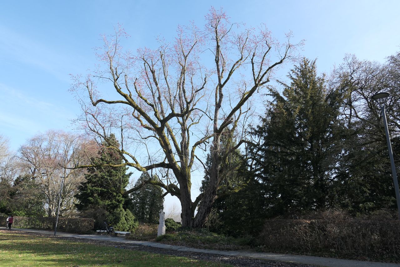 Acer saccharinum
