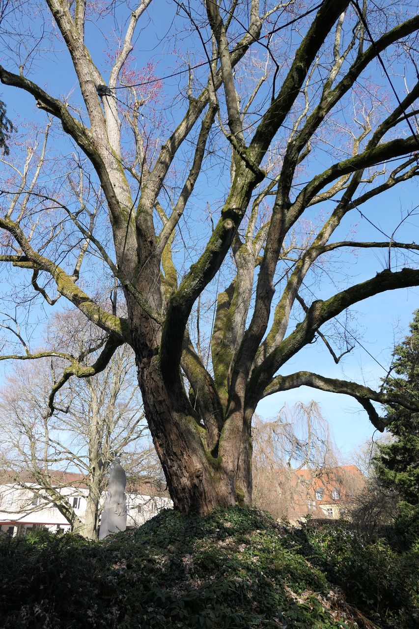 Acer saccharinum - Weihenstephan - März 2024