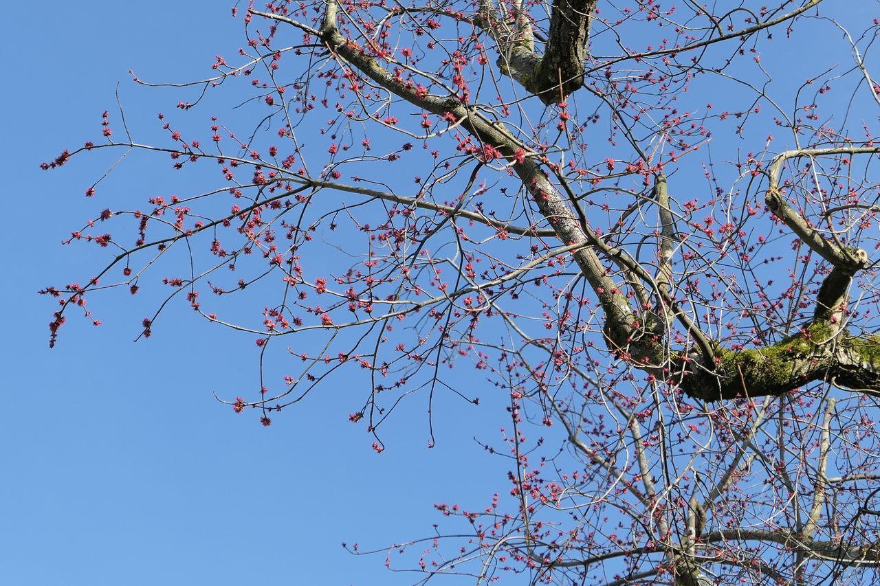 Acer saccharinum - Weihenstephan - März 2024