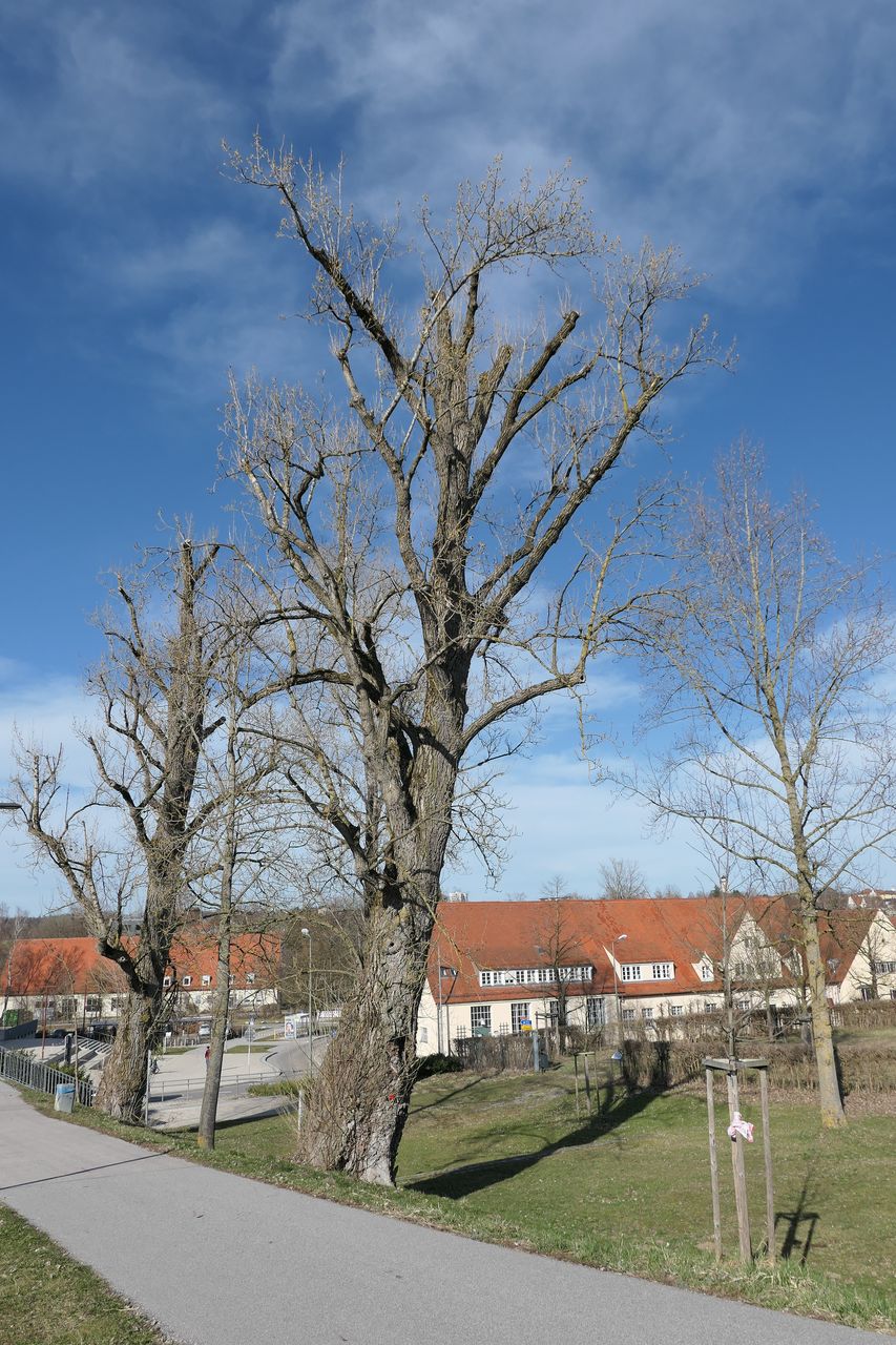 × berolinensis Populus
