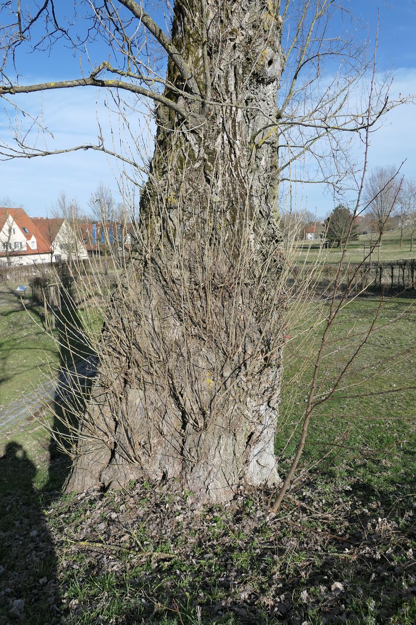 Populus × berolinensis - Weihenstephan - März 2024
