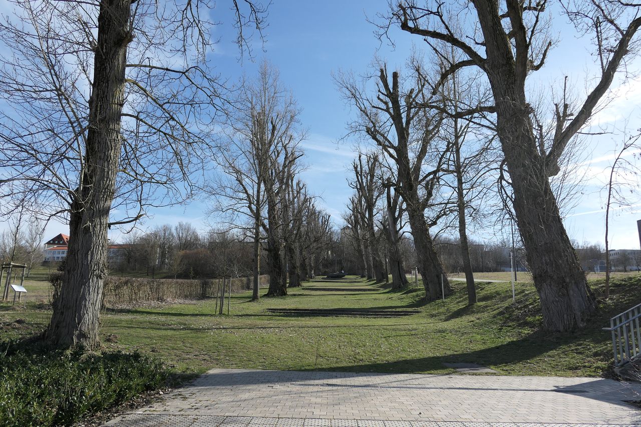 Populus × berolinensis - Weihenstephan - März 2024