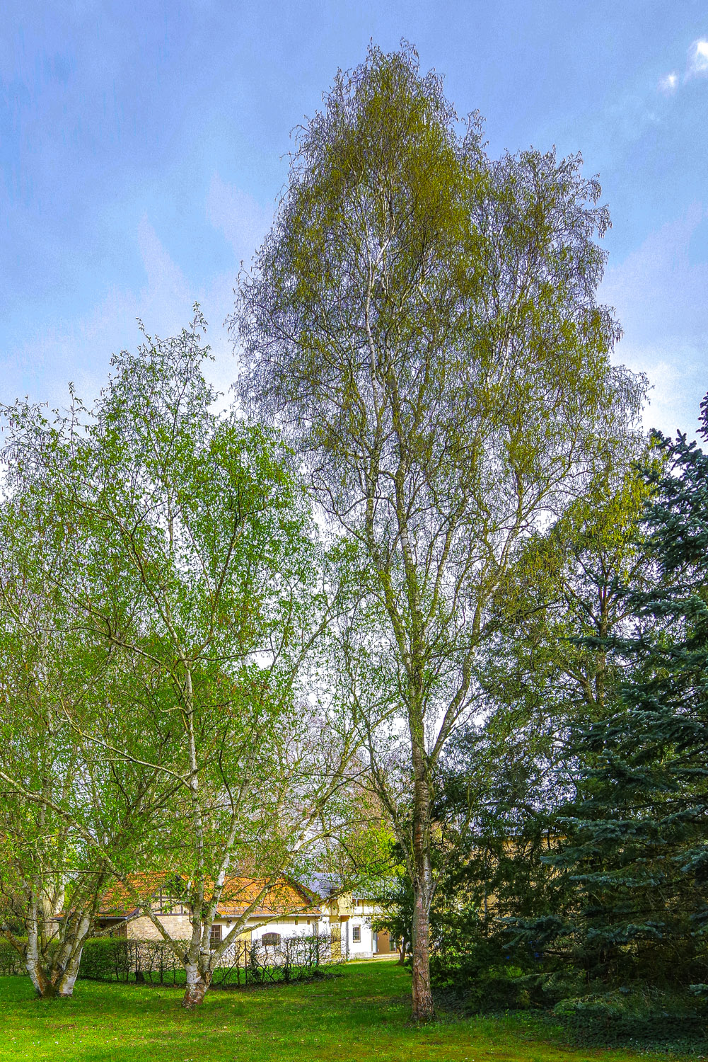 'Fastigiata' Betula pendula