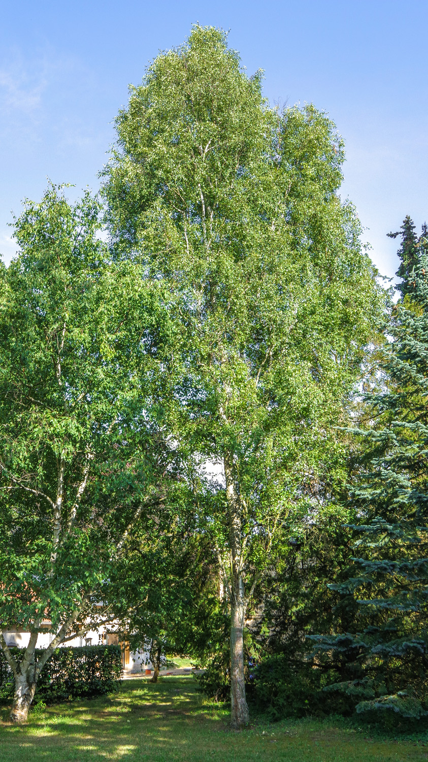 Betula pendula 'Fastigiata' - Potsdam - April 2024