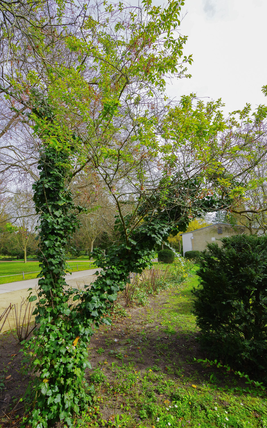 'Takasago' Prunus serrulata