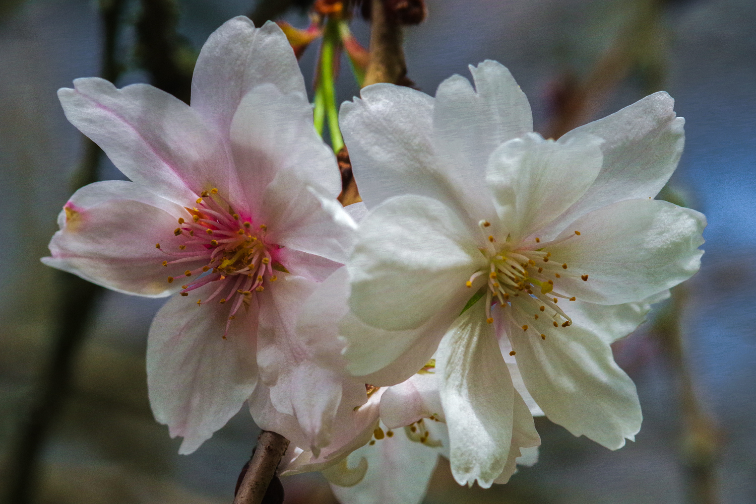 Prunus serrulata 'Takasago' - Potsdam - April 2024