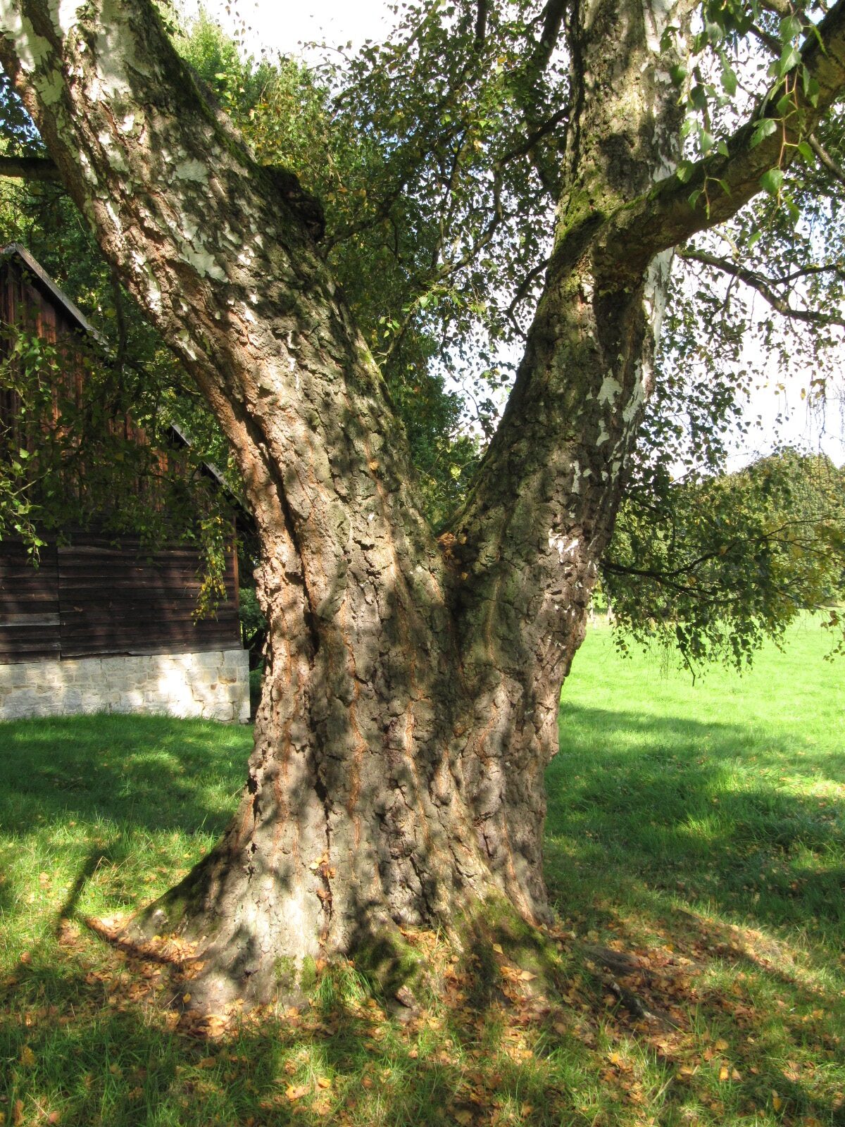 Betula pendula - Domäne Beberbeck - September 2023