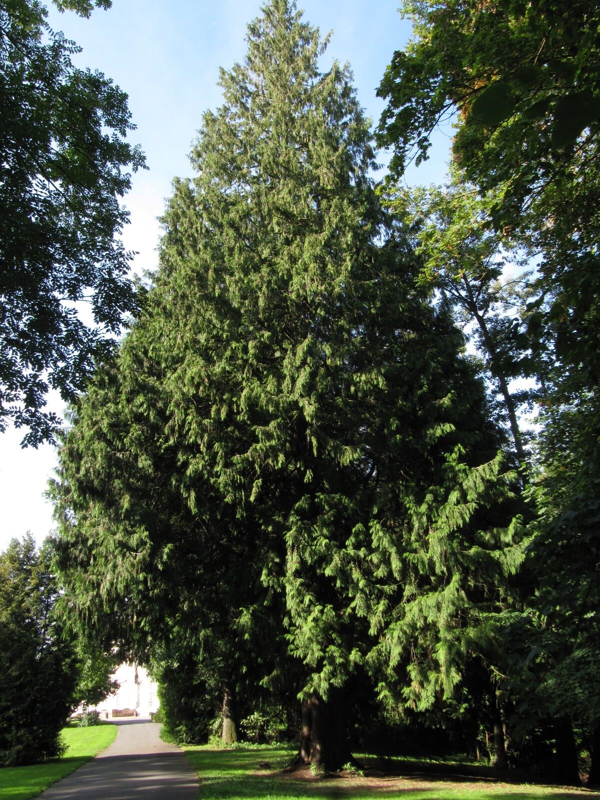 plicata Thuja