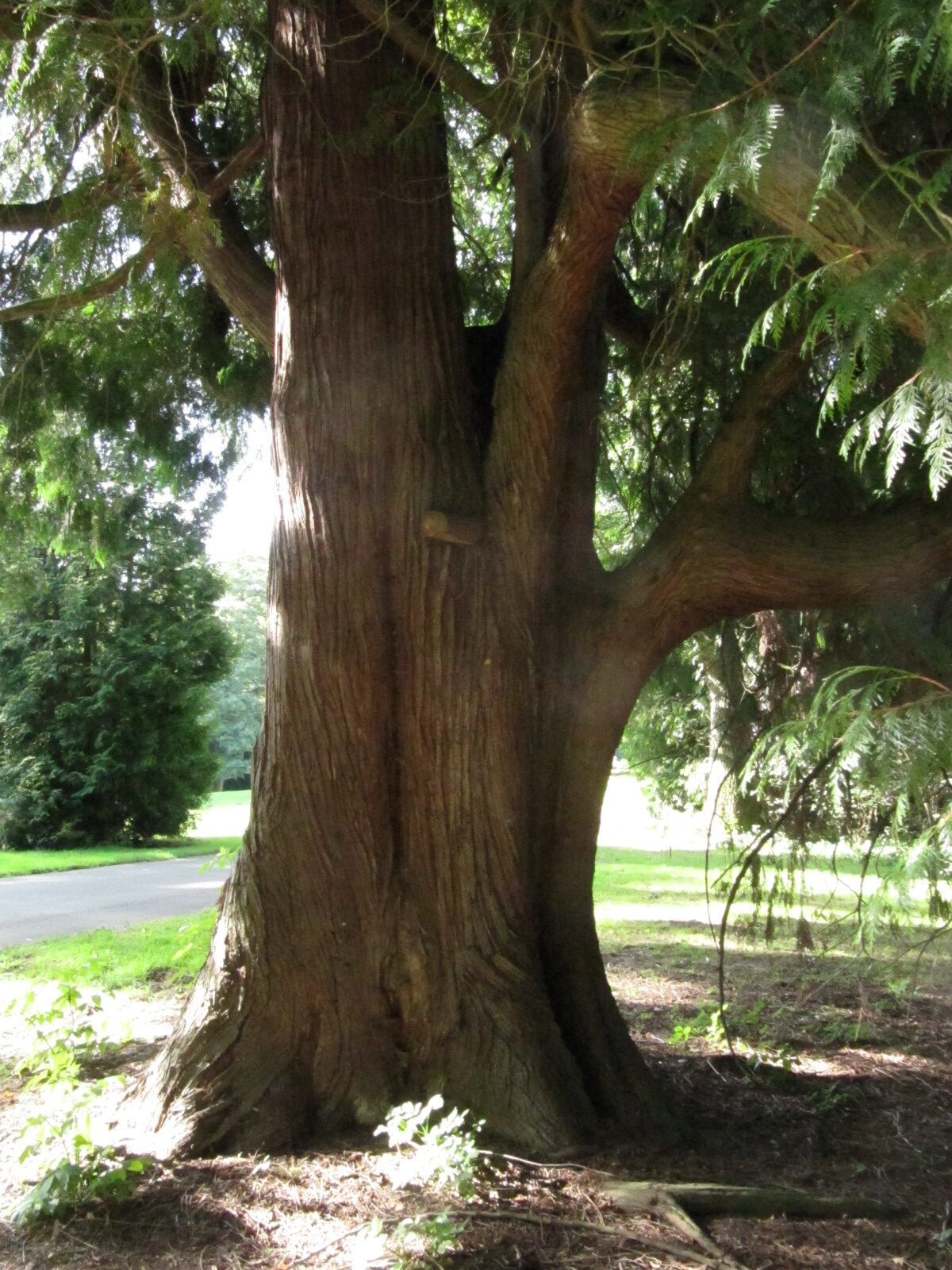Thuja plicata - Hofgeismar - Sept. 2023