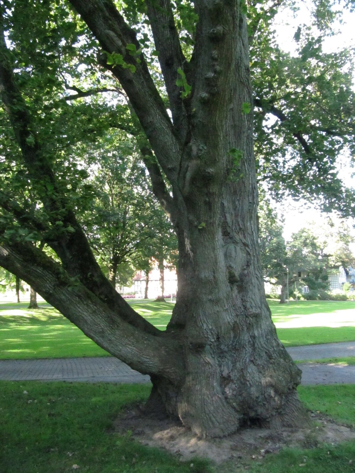 'Exoniensis' glabra Ulmus