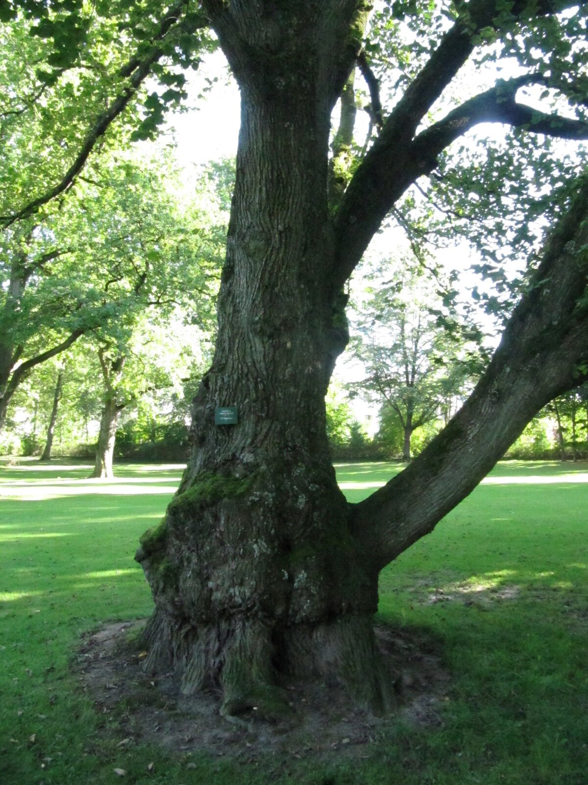 Ulmus glabra 'Exoniensis' - Bad Driburg - Sept.2023