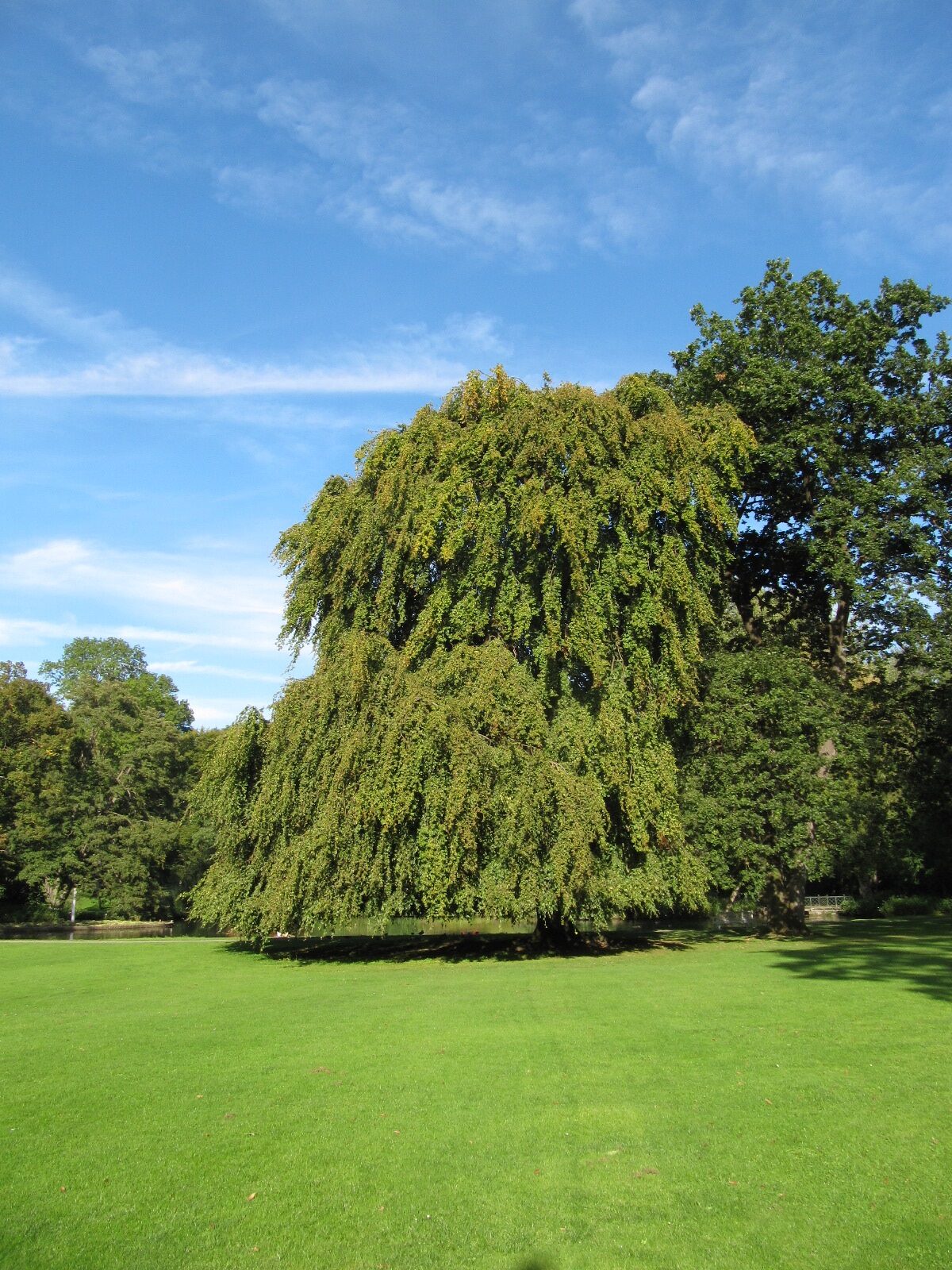 Fagus sylvatica 'Pendula' - Bad Driburg - Sept.2023