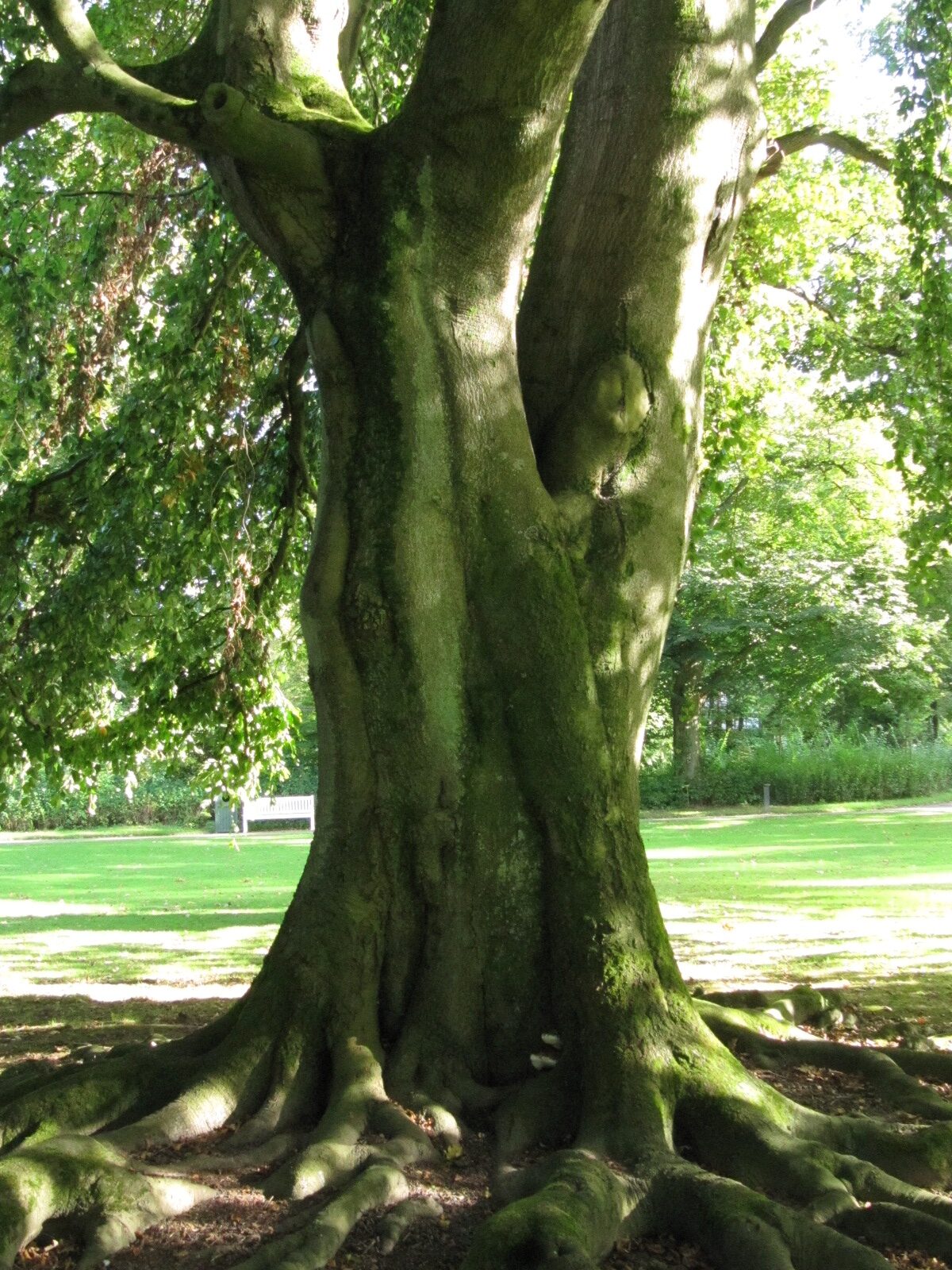 Fagus sylvatica 'Pendula' - Bad Driburg - Sept.2023