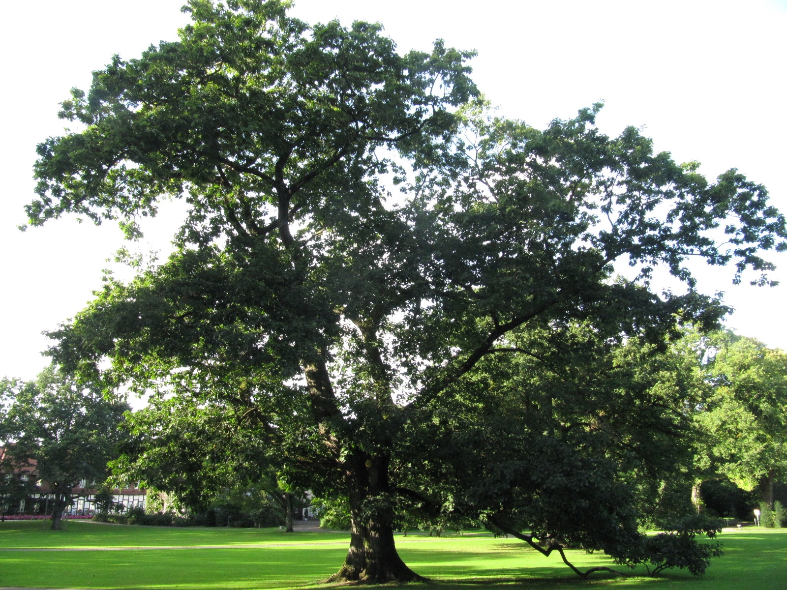 Quercus rubra