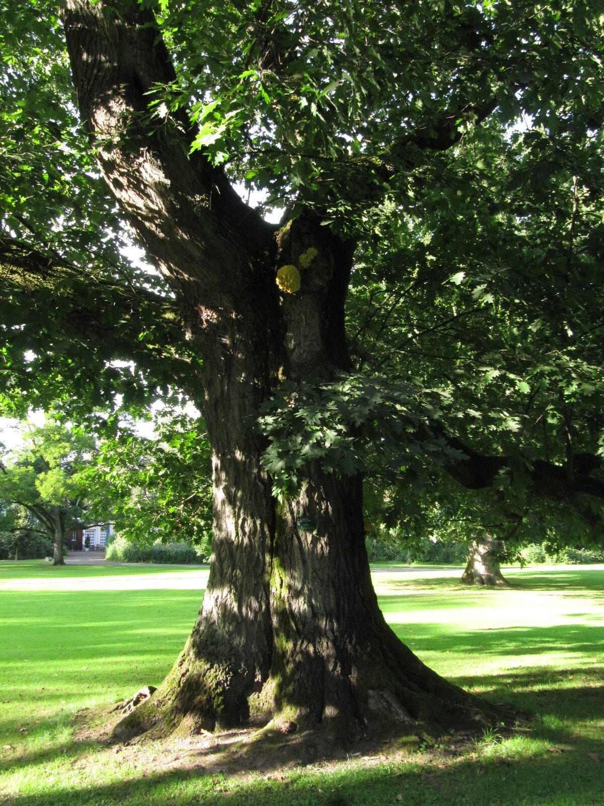 Quercus rubra - Bad Driburg - Sept. 2023