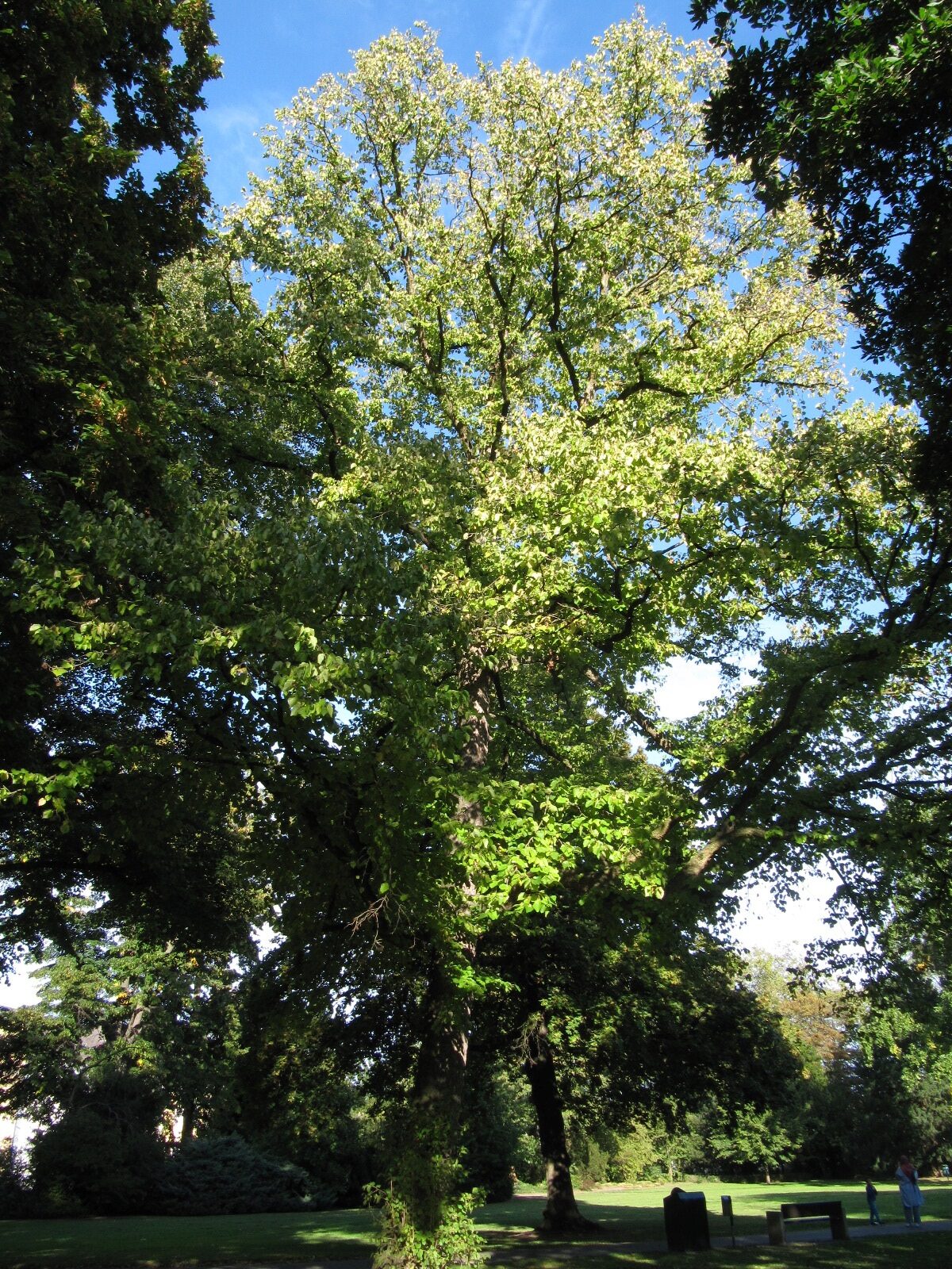colurna Corylus