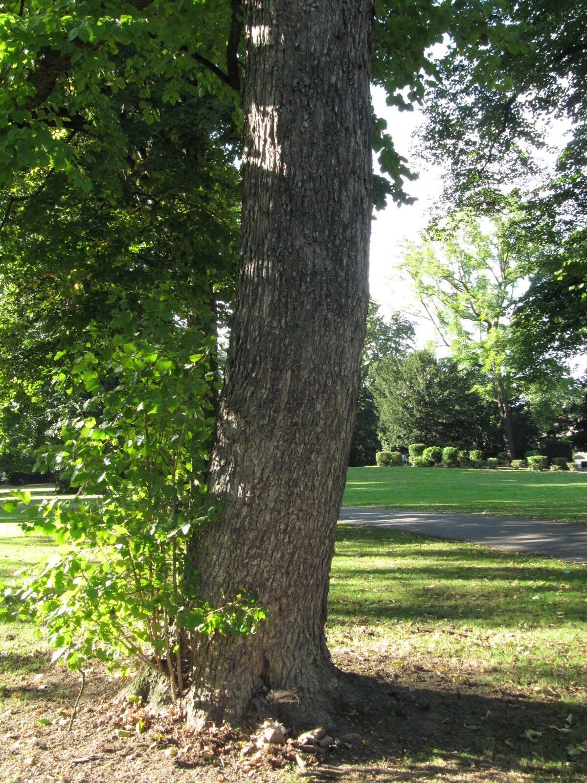Corylus colurna - Erholungshauspark Leverkusen-Wiesdorf - Sept. 2023