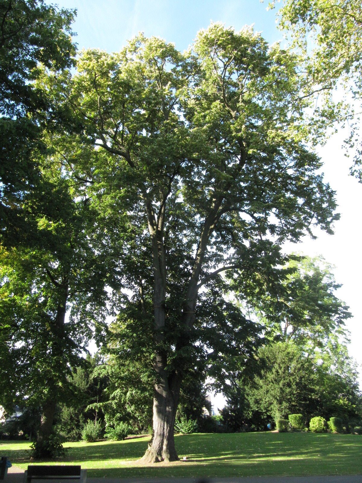 Tilia tomentosa
