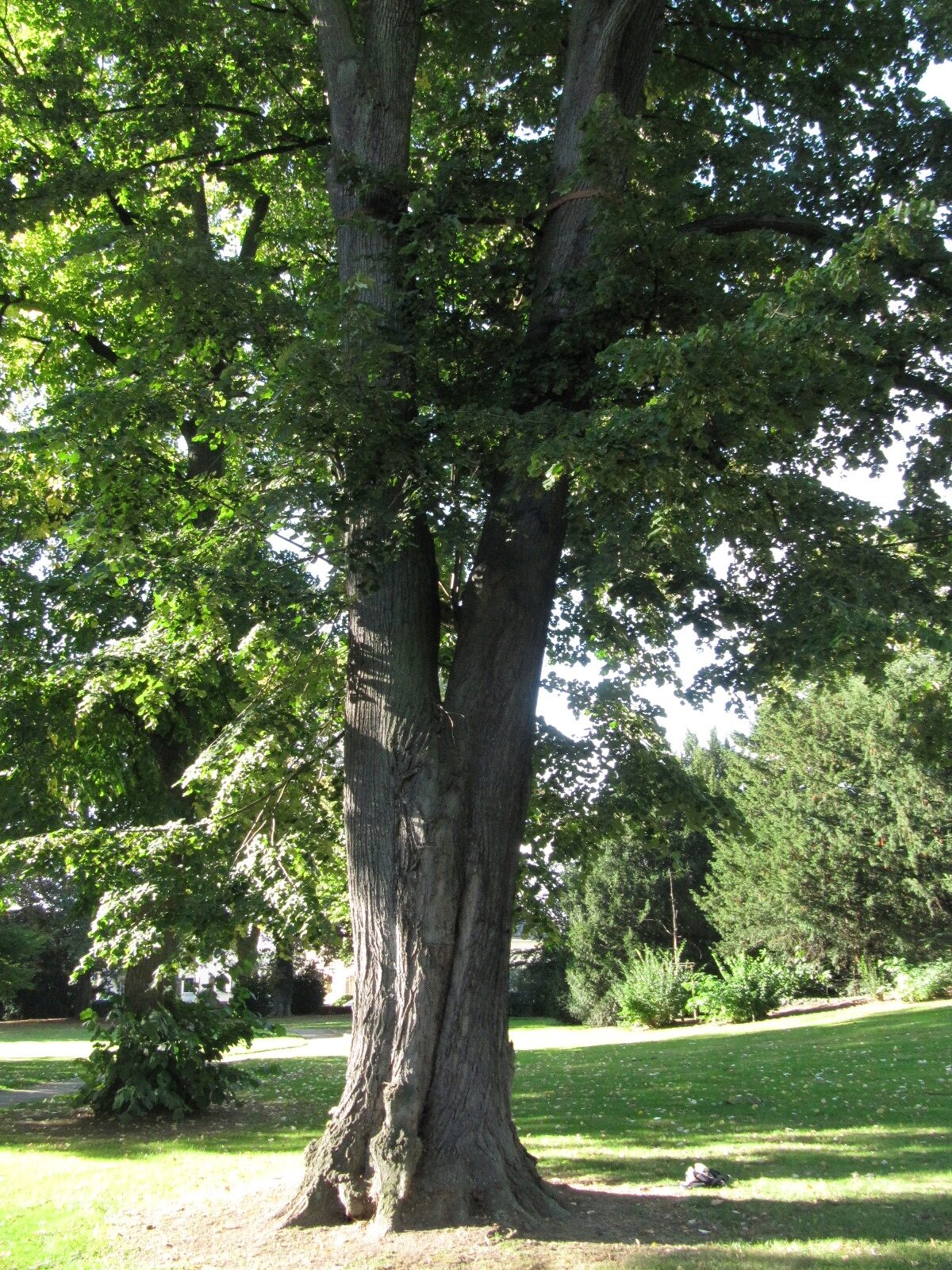 Tilia tomentosa - Erholungshauspark Leverkusen-Wiesdorf - Sept. 2023