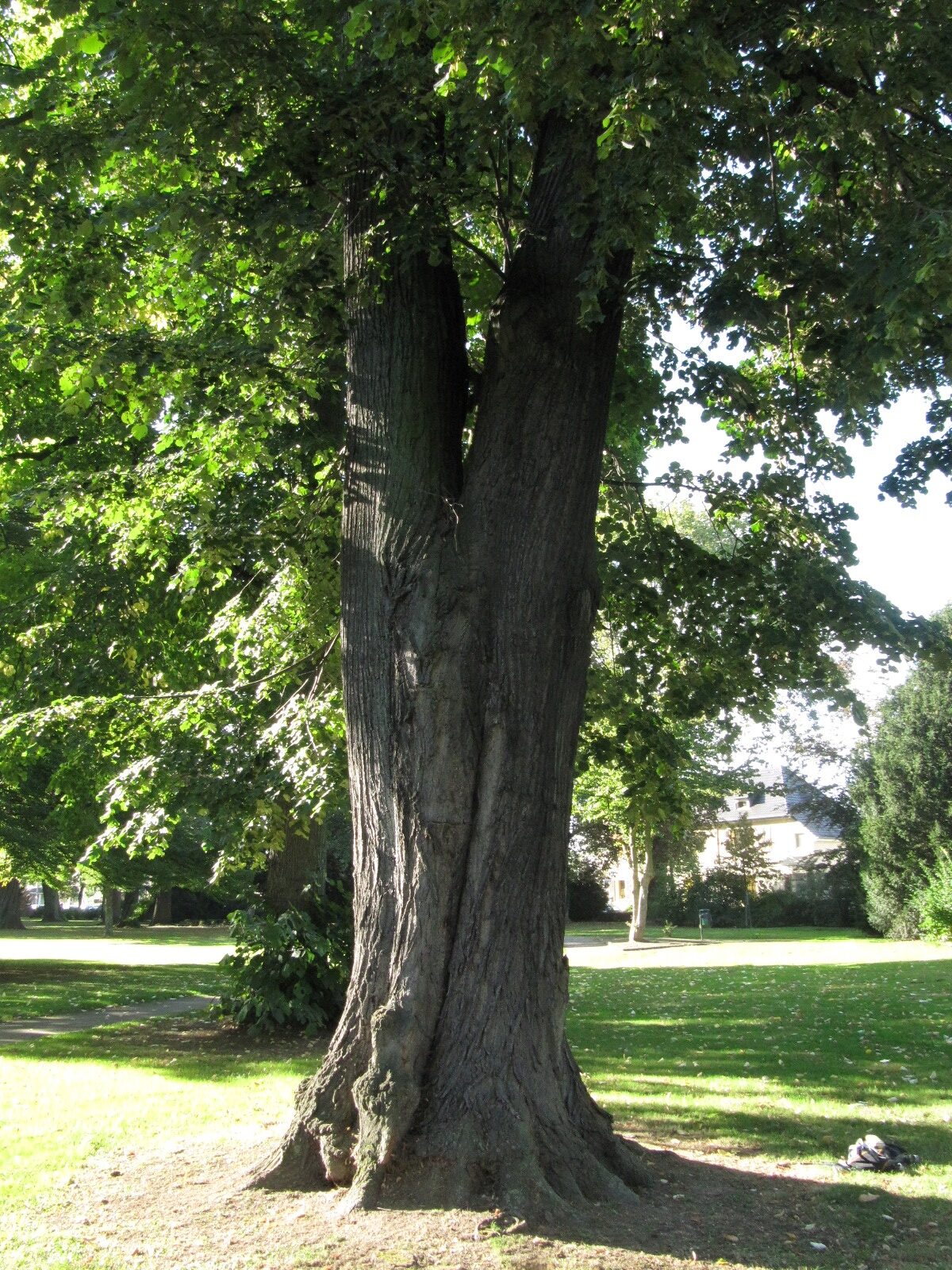 Tilia tomentosa - Erholungshauspark Leverkusen-Wiesdorf - Sept. 2023