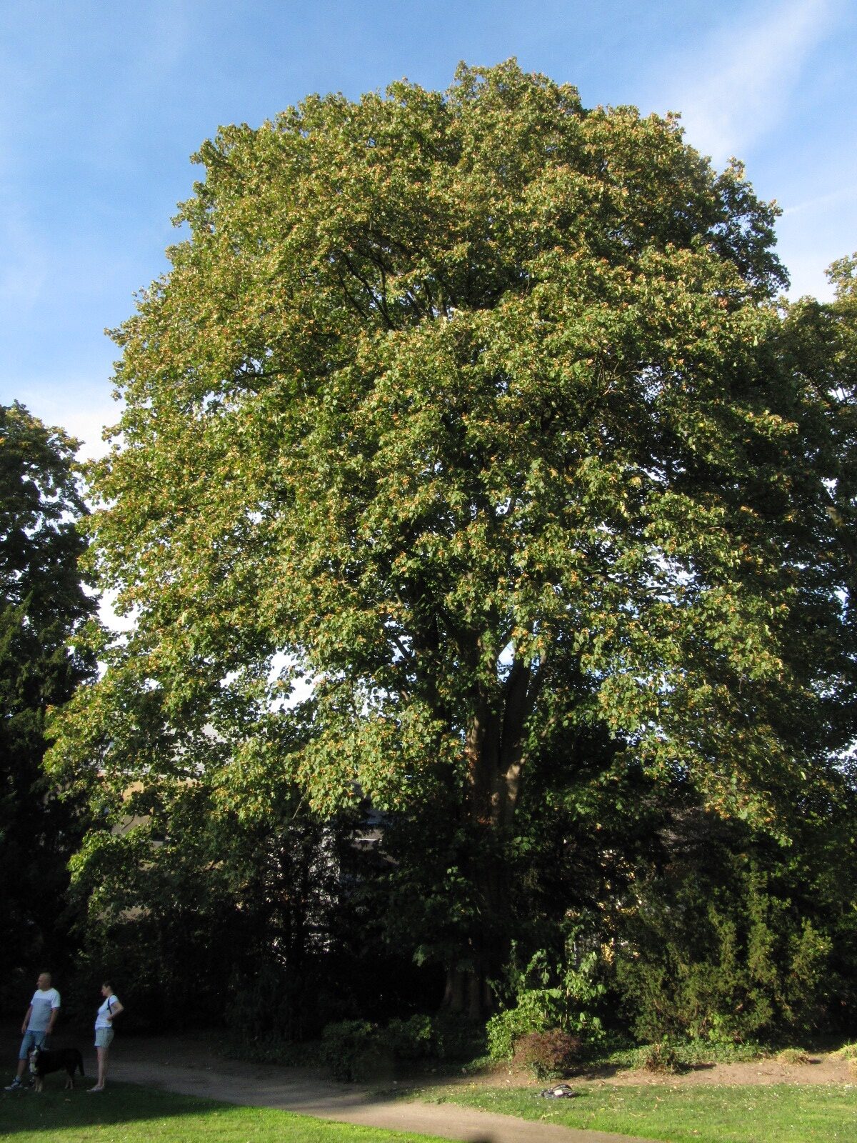 Acer var. vanvolxemii velutinum