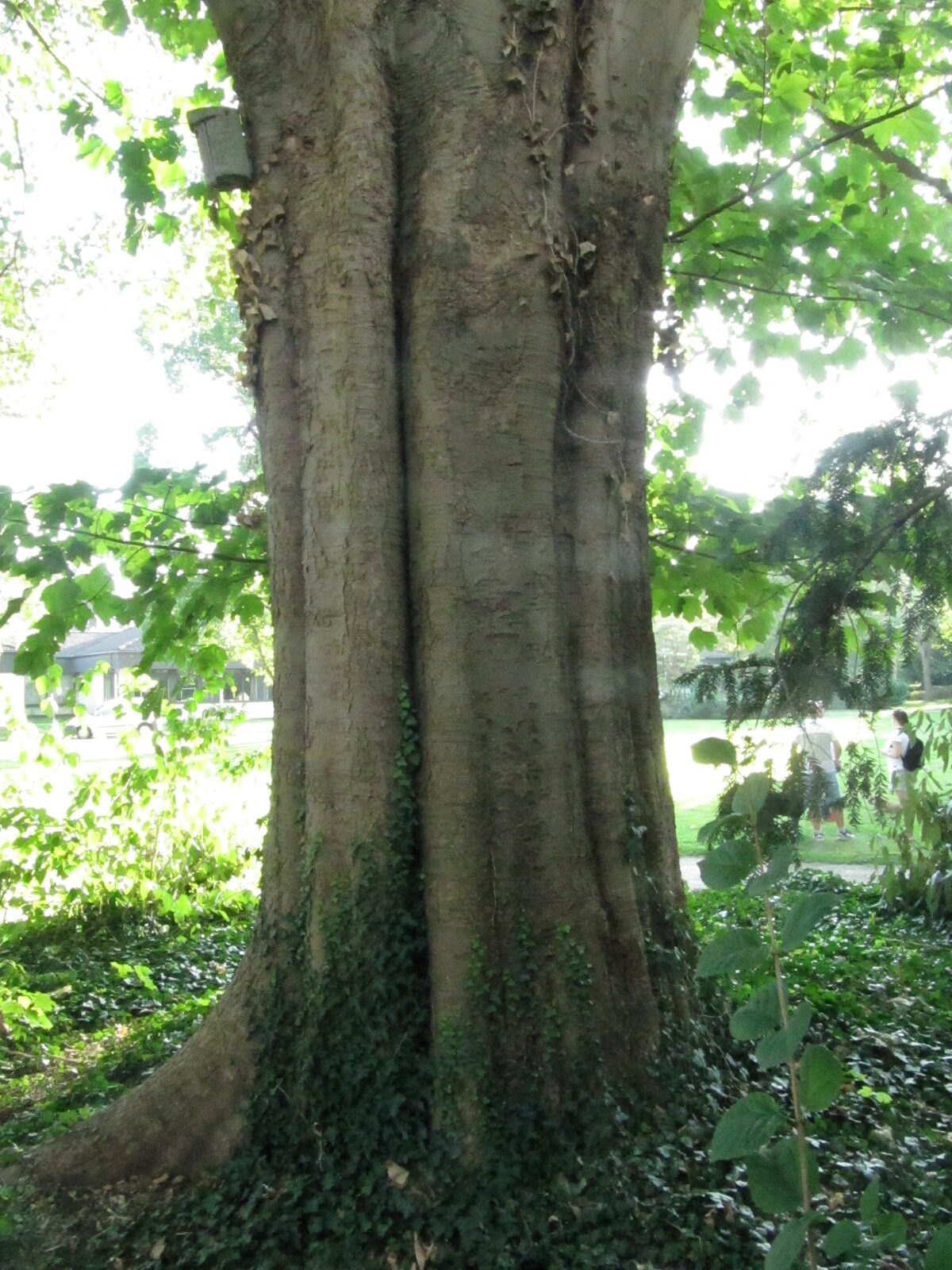 Acer velutinum var. vanvolxemii - Erholungshauspark Leverkusen-Wiesdorf - Sept. 2023